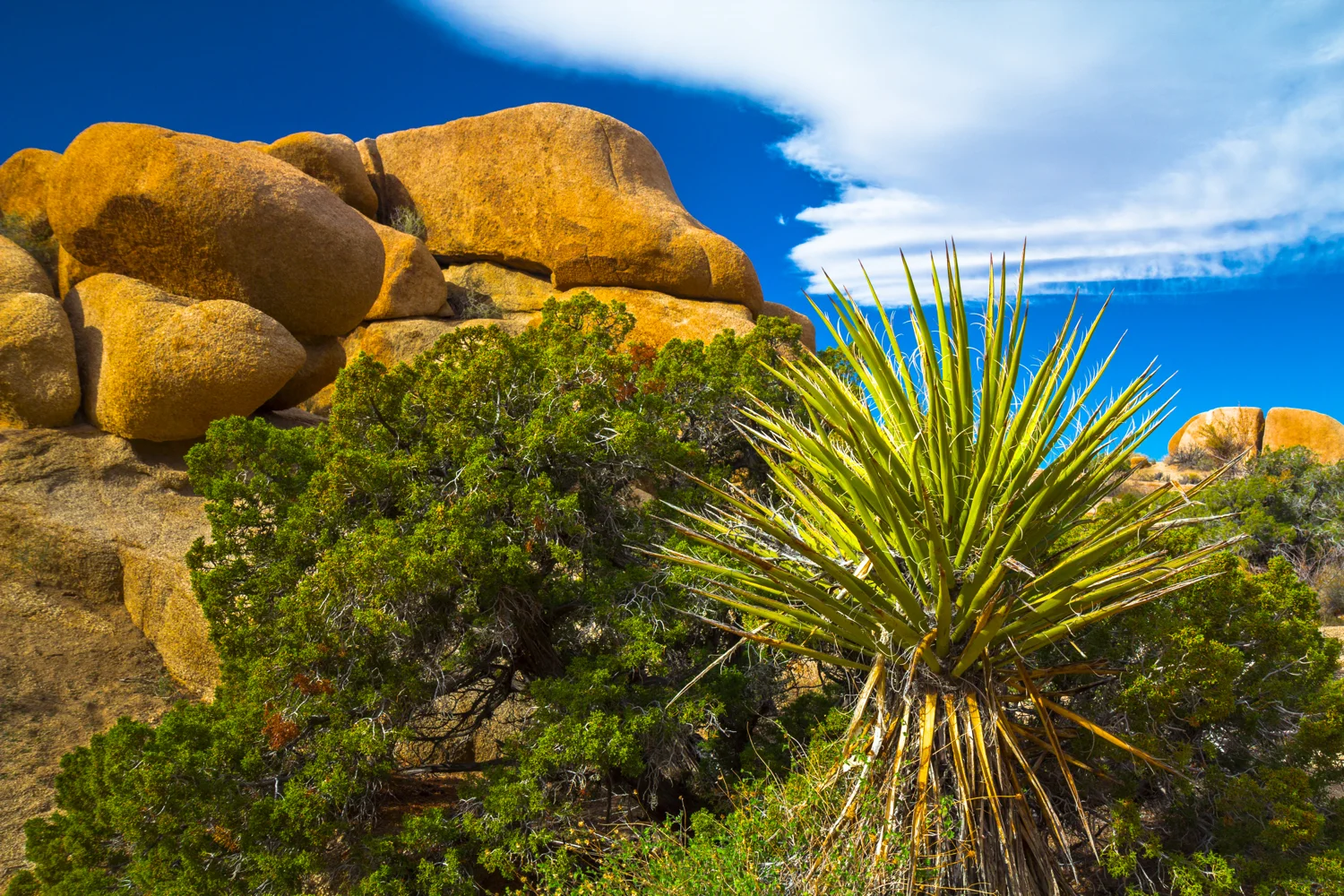 Yucca Plant2.jpg