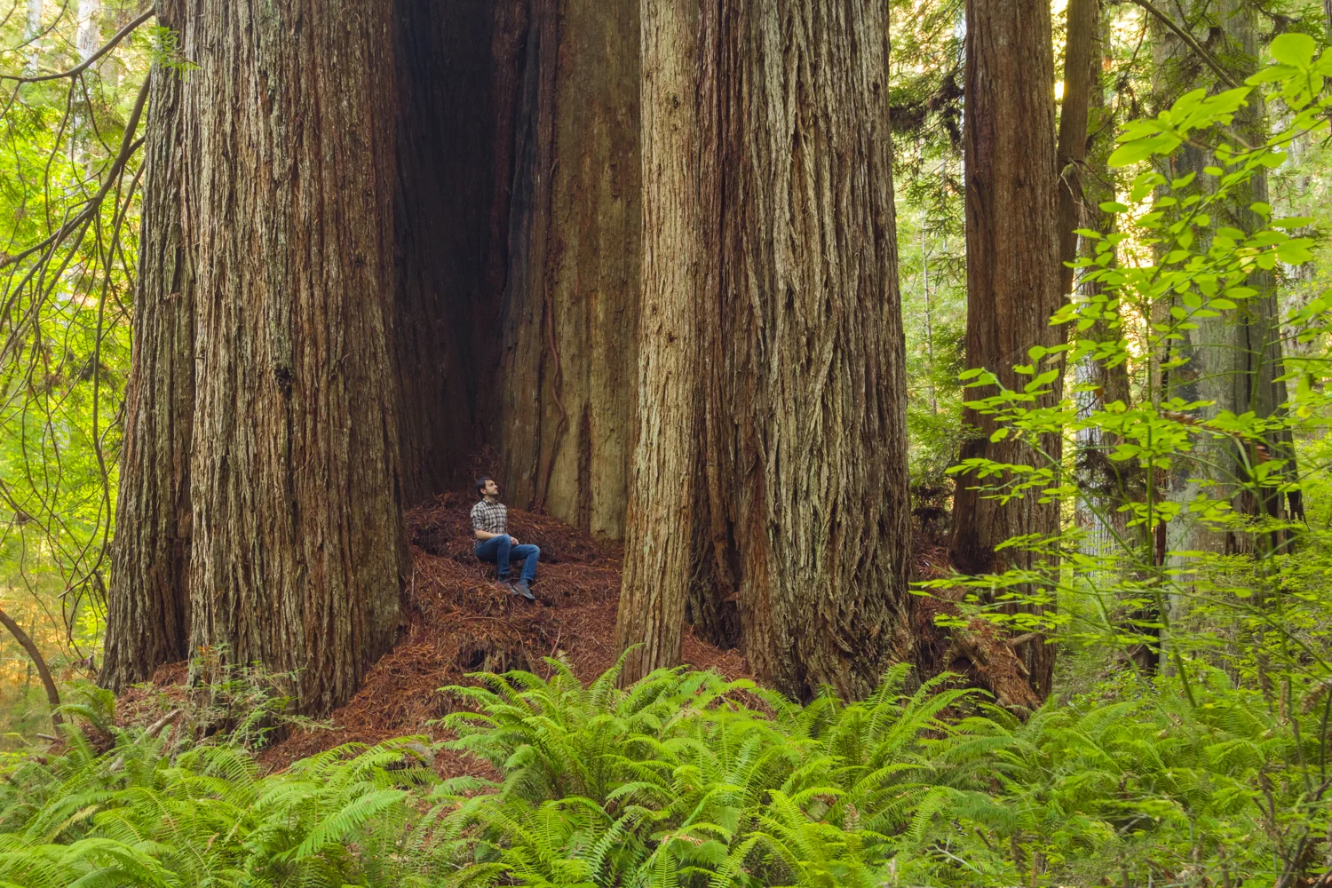 Valley of the Lost Groves, Prairie Creek Redwoods State Park, California Buy Prints