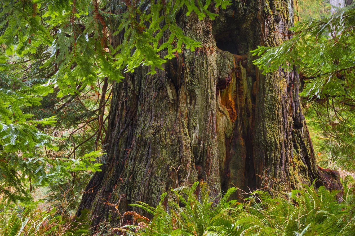 Newton B. Drury Tree - IMG_65002-PS.jpg