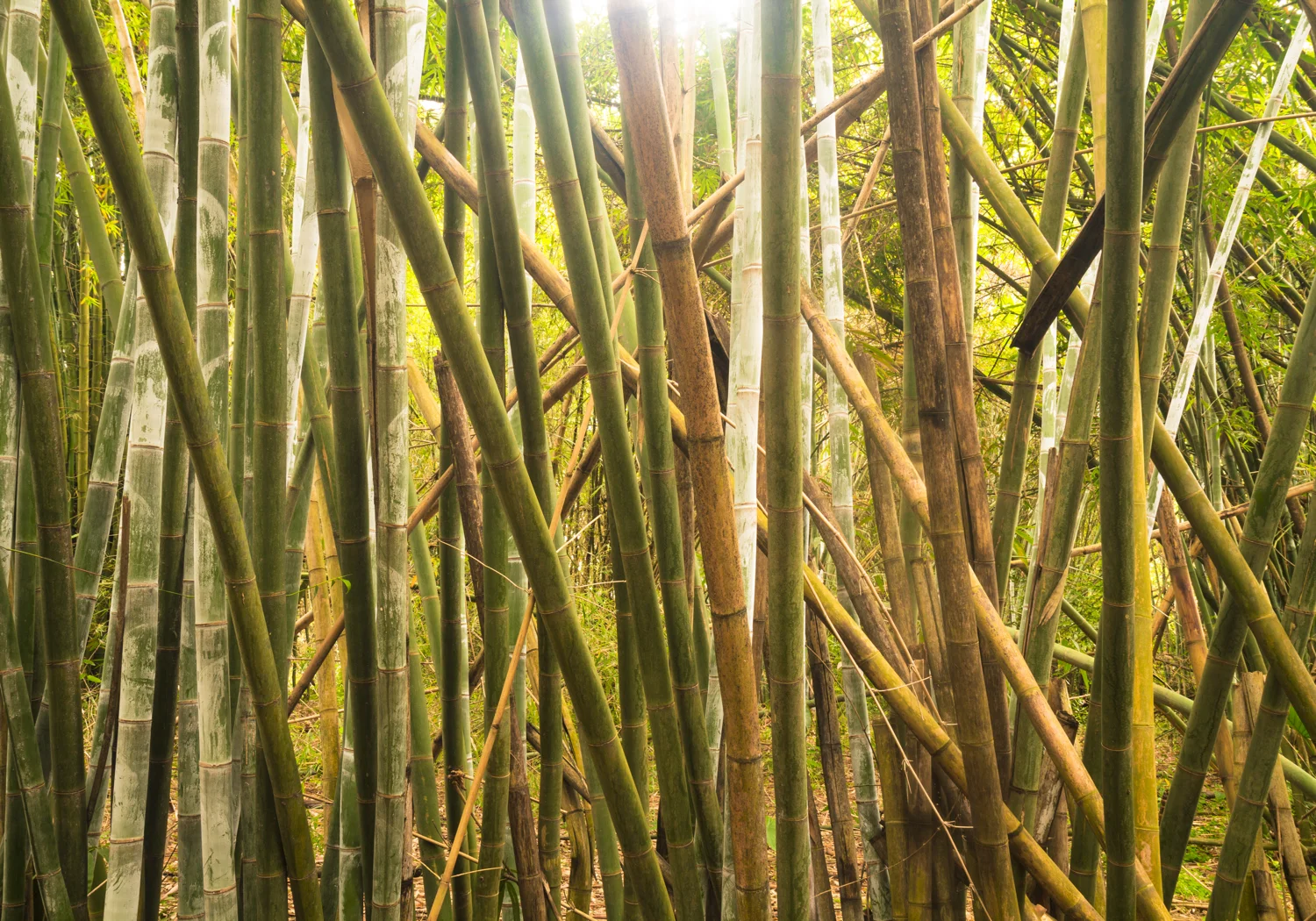 Bamboo Forest, Guangxi, China Buy Prints