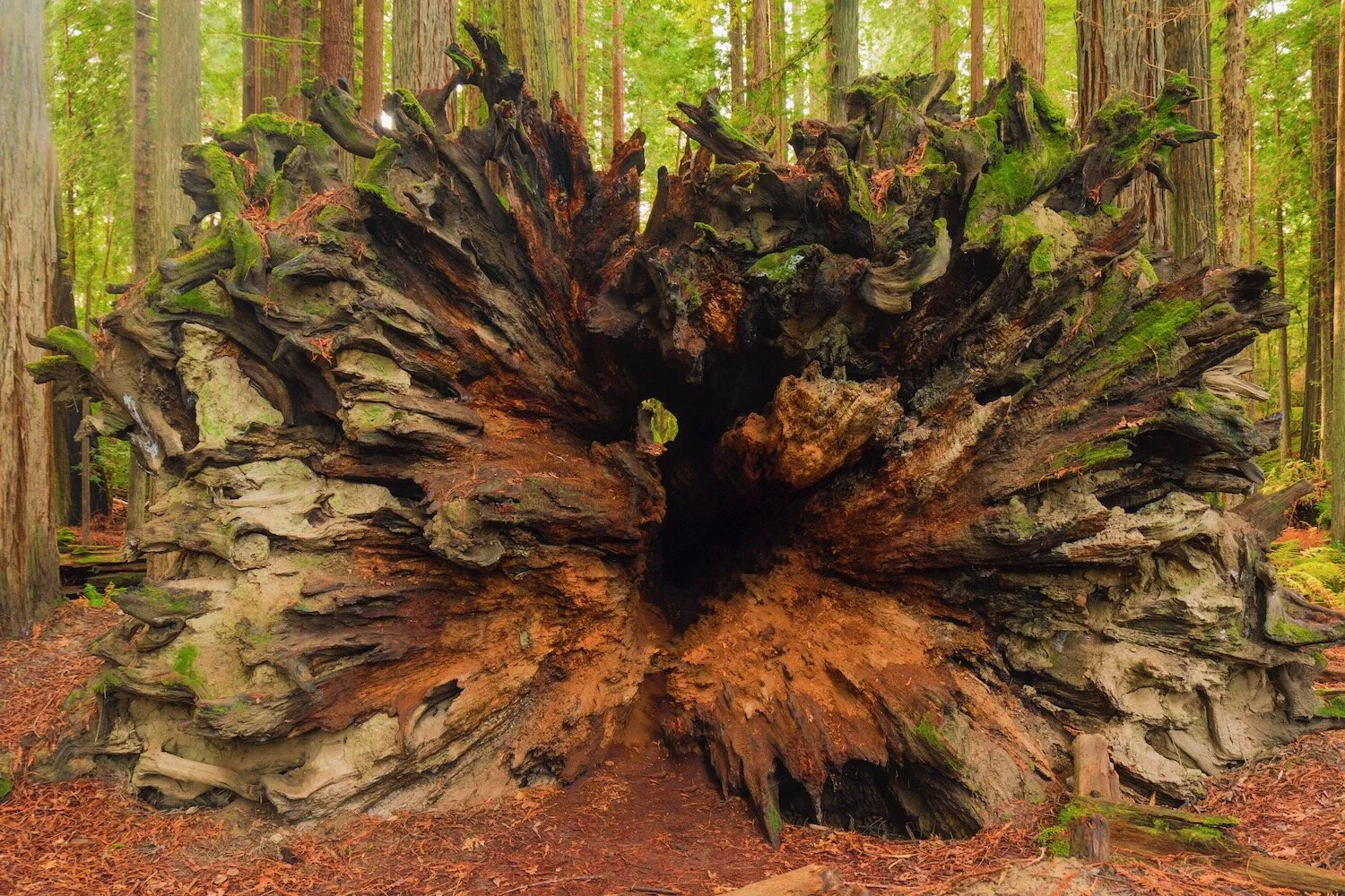 Saddler Grove - IMG_653522-Without22.jpeg