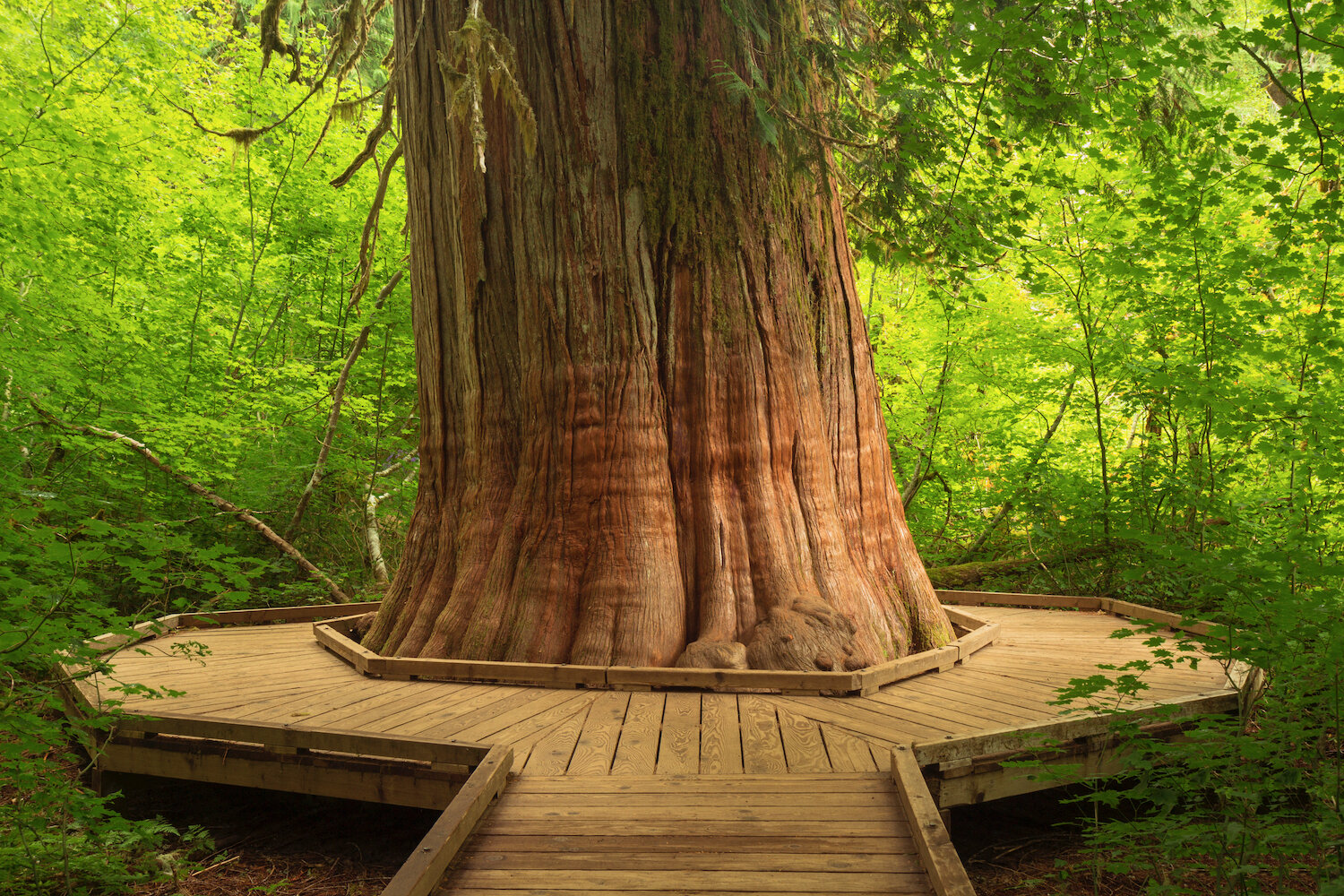 IMG_37212-PS (1).jpeg