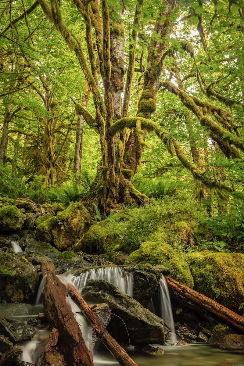 Guide to Washington State's Ancient Forests, Giant Trees, and Old ...
