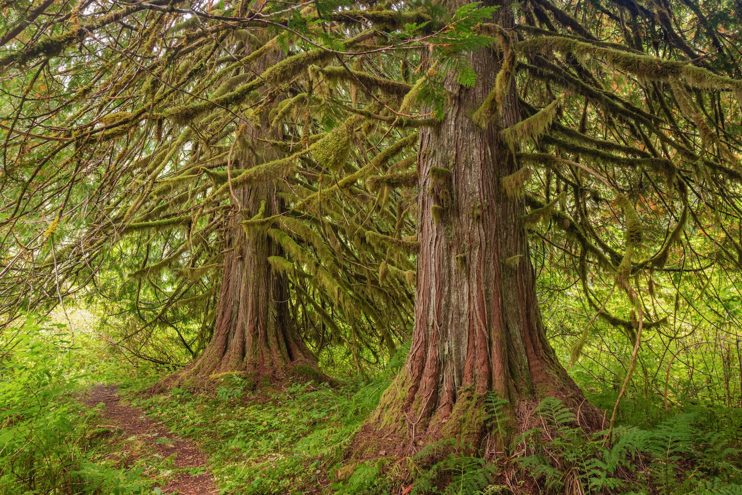 Guide to Washington State's Ancient Forests, Giant Trees, and Old ...