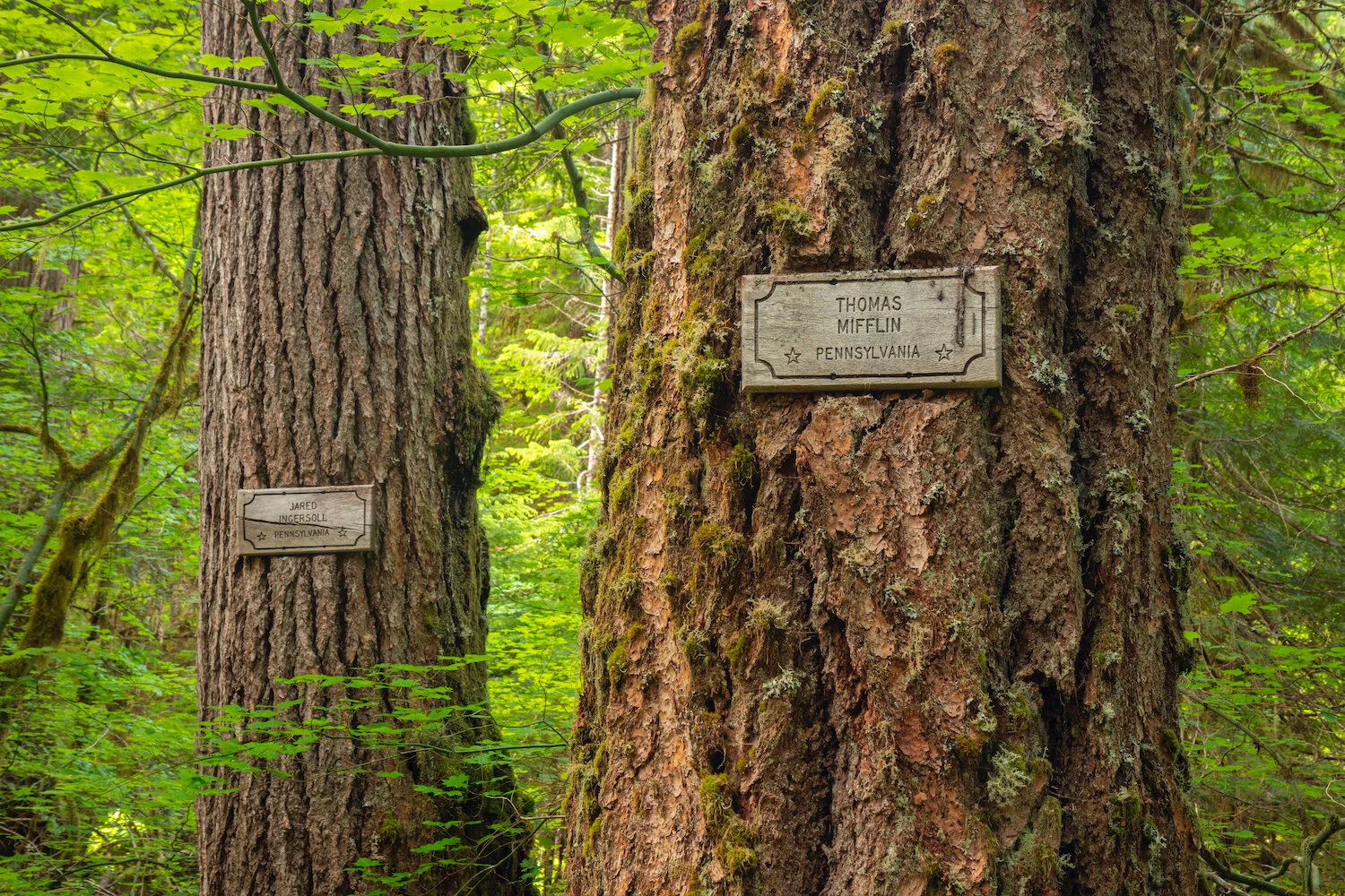 Shale Ridge Trial Guide to Oregon’s Ancient Forests, Giant Trees, and Old Growth Hikes ...