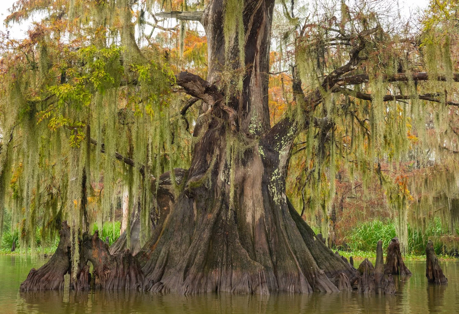 _DSC3549.jpeg
