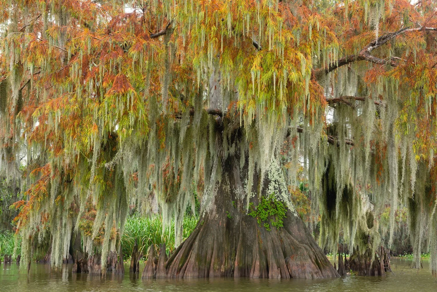 _DSC3534-Enhanced-NR 12.09.53 AM.jpeg