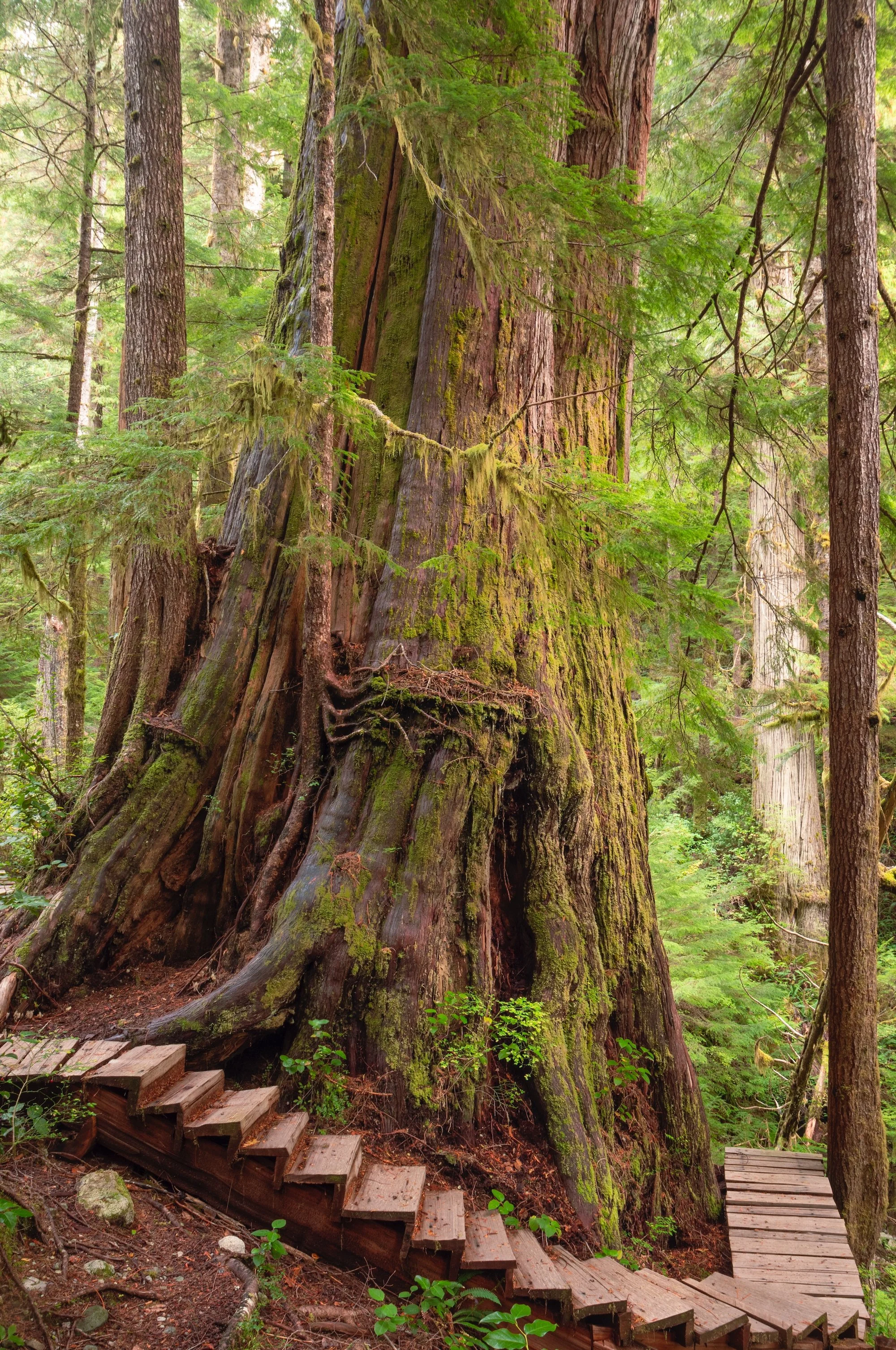 Castle Grove - IMG_5719-2.jpeg