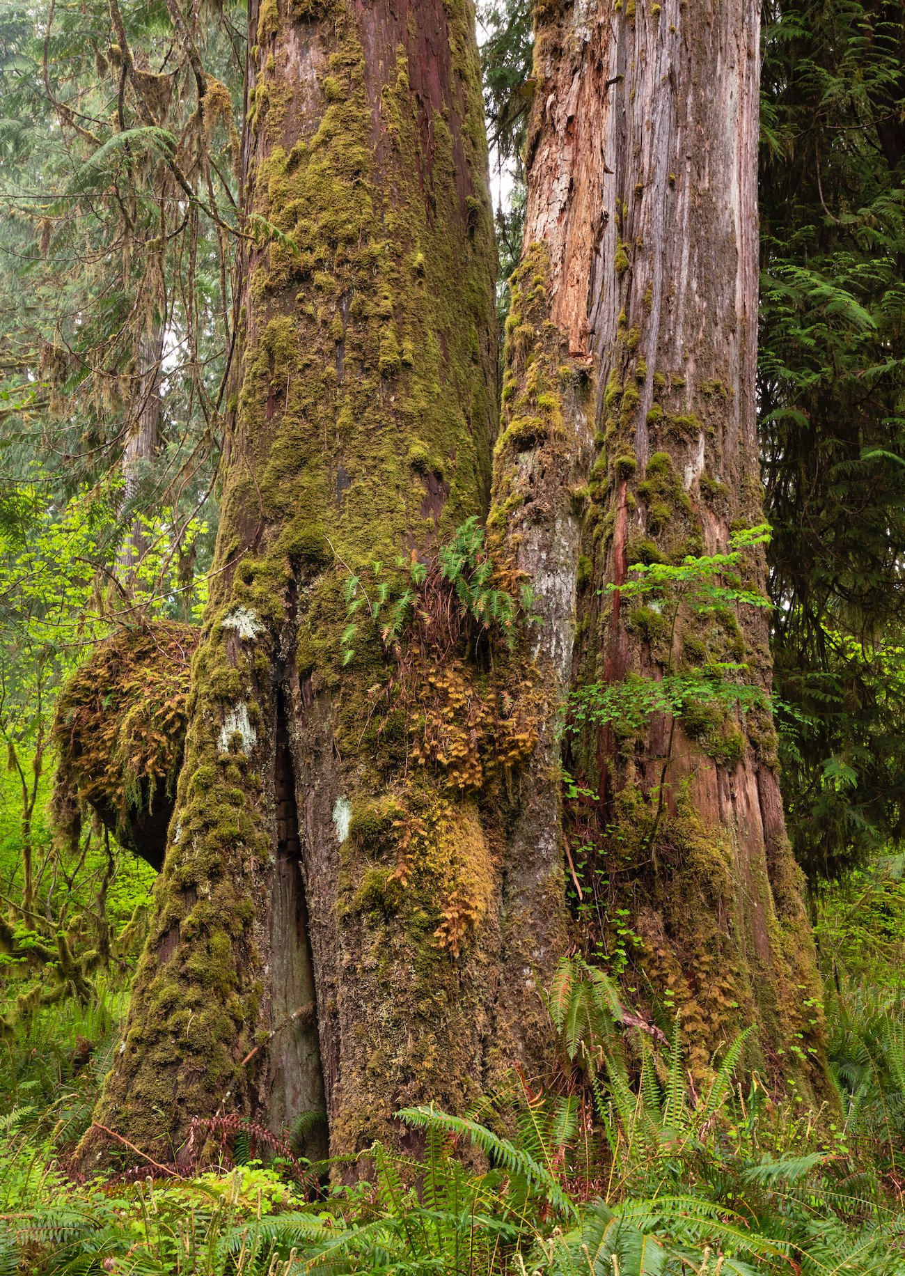 A forest path, flanked on one side by a tree and on the other by a