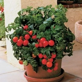 patio.jpg
