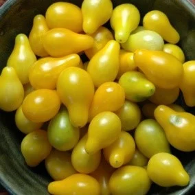 yellowpear.jpg