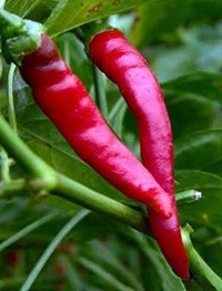 cayenne.jpg