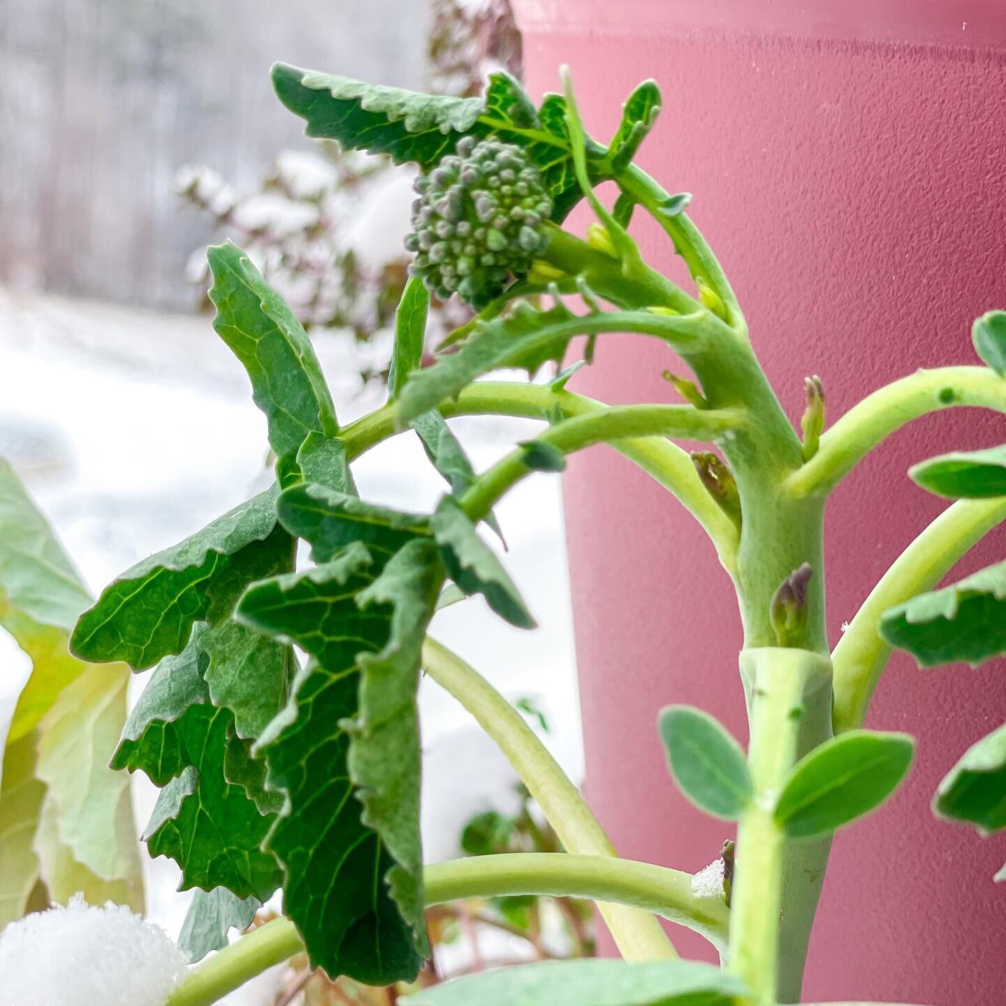 16 days ago we had freezing temps and my broccoli was covered in snow. It&rsquo;s bounced back nicely because it&rsquo;s still going strong. 

Fall planted broccoli in my vertical planter has been taking a little slower to grow but it&rsquo;s growing