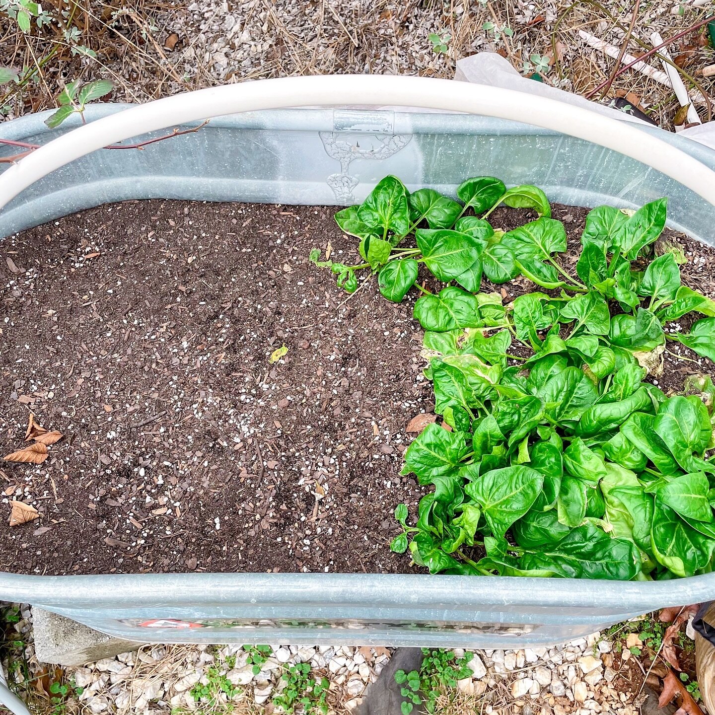 Fall planted spinach on the right side and what you can&rsquo;t see, spinach seeds on the left just waiting to come up! 

Super surprised the spinach survived the deep freeze we had in January. This is the first time I&rsquo;ve had a harvestable wint