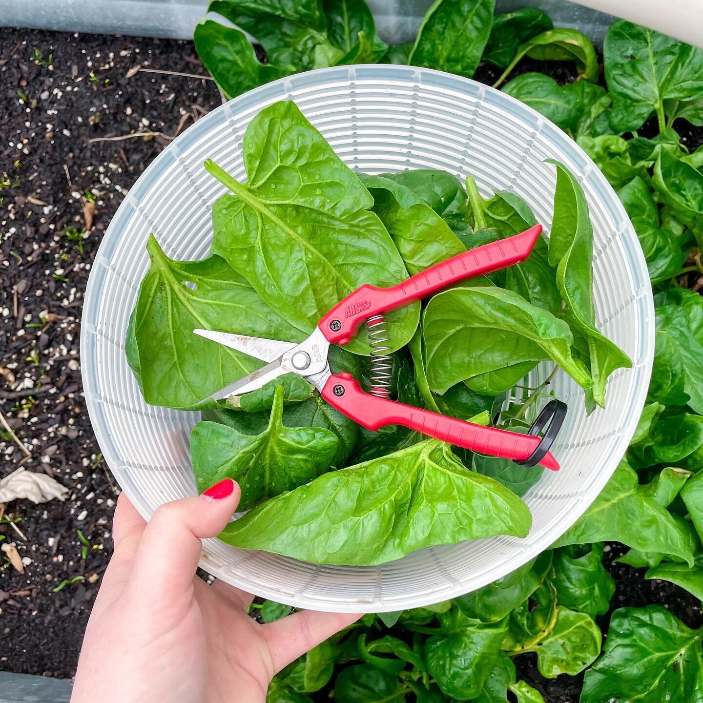 Garden update and harvest! 

I'm still harvesting my spinach I planted by seed last fall and now my spring seeds are coming up in the garden. 

My plants I started 3 weeks ago by seed inside are thriving! Various Cauliflower varieties, dinosaur kale,