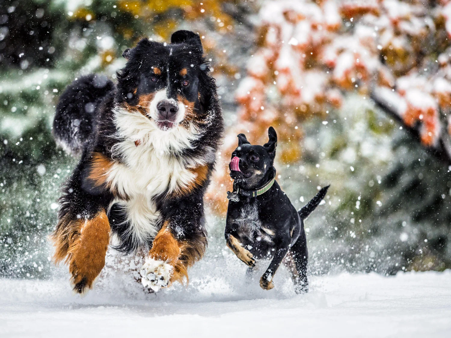 Voo and Tux | Cheyenne, WY