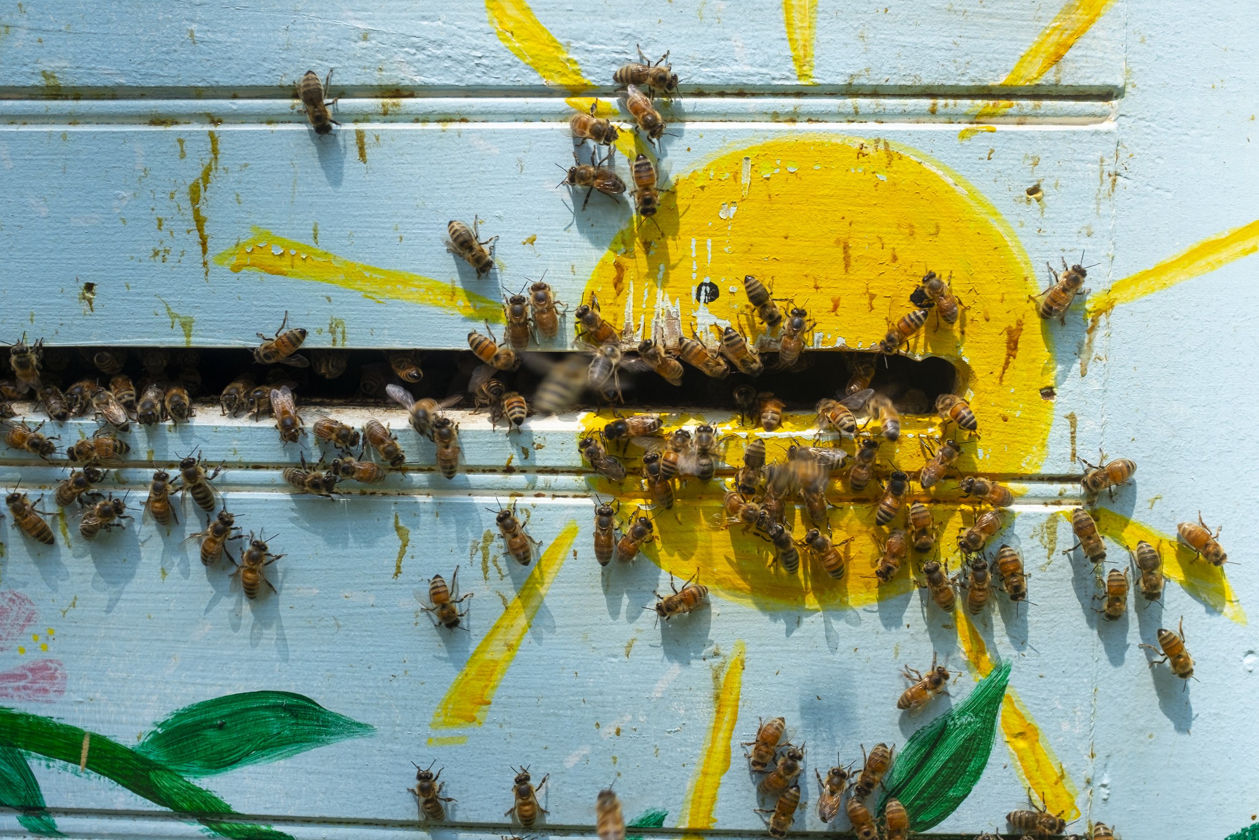 Bees 7.jpg