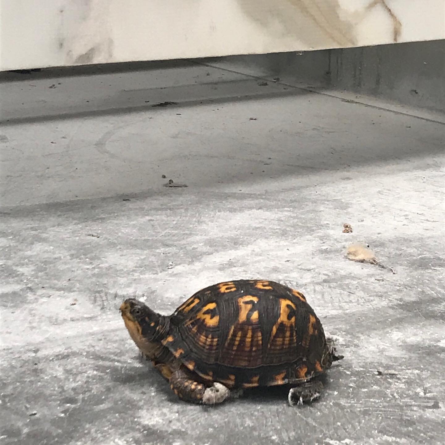 Local wildlife joining a client meeting today. #boxturtle #charlottesville #charlottesvillearchitects #virginiaarchitecture #gehrunggraham #bg_ggepa #olivastone #calacattagold