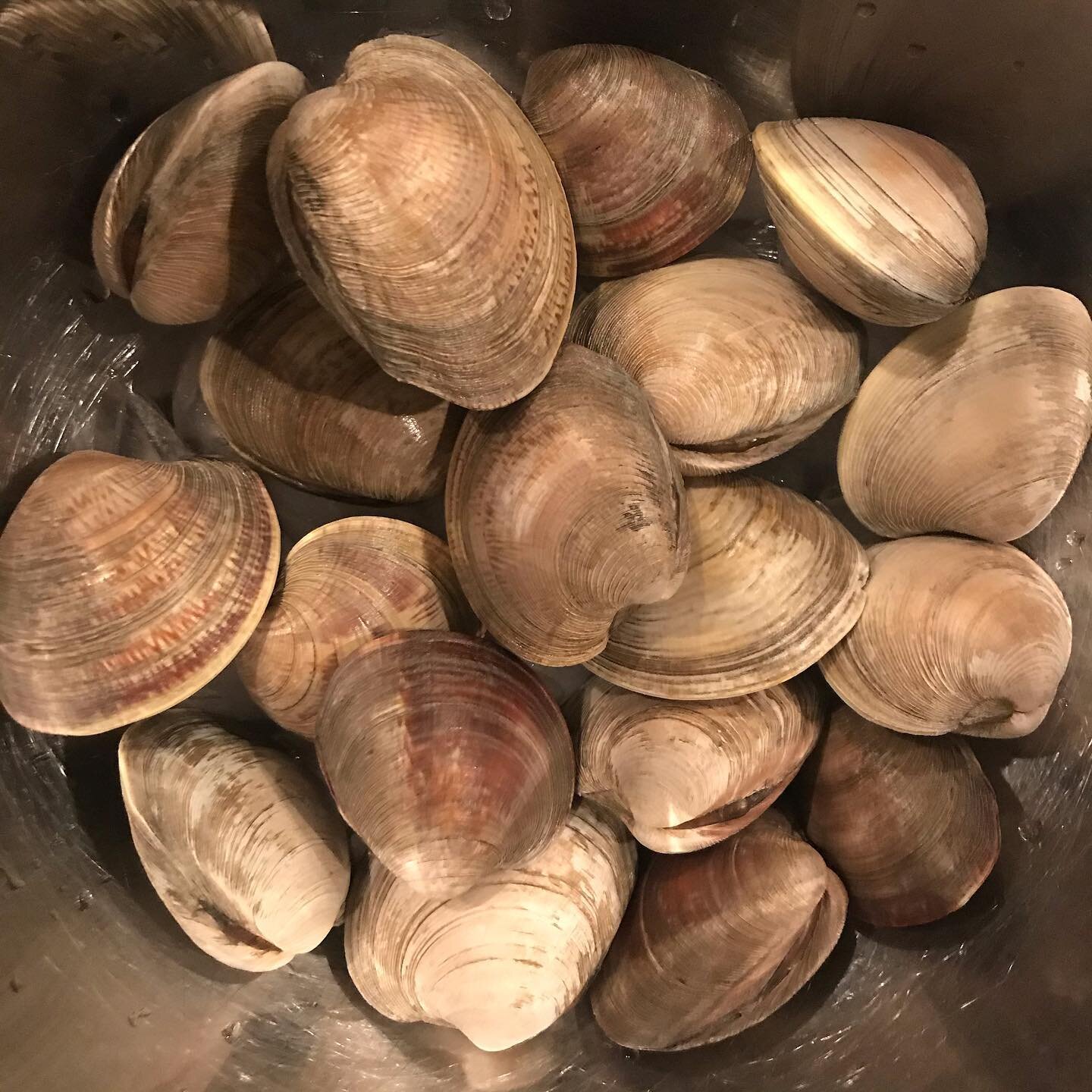 Dinner tonight: Long Island Clams - a freshly delivered, hand-dug gift from wonderful clients!