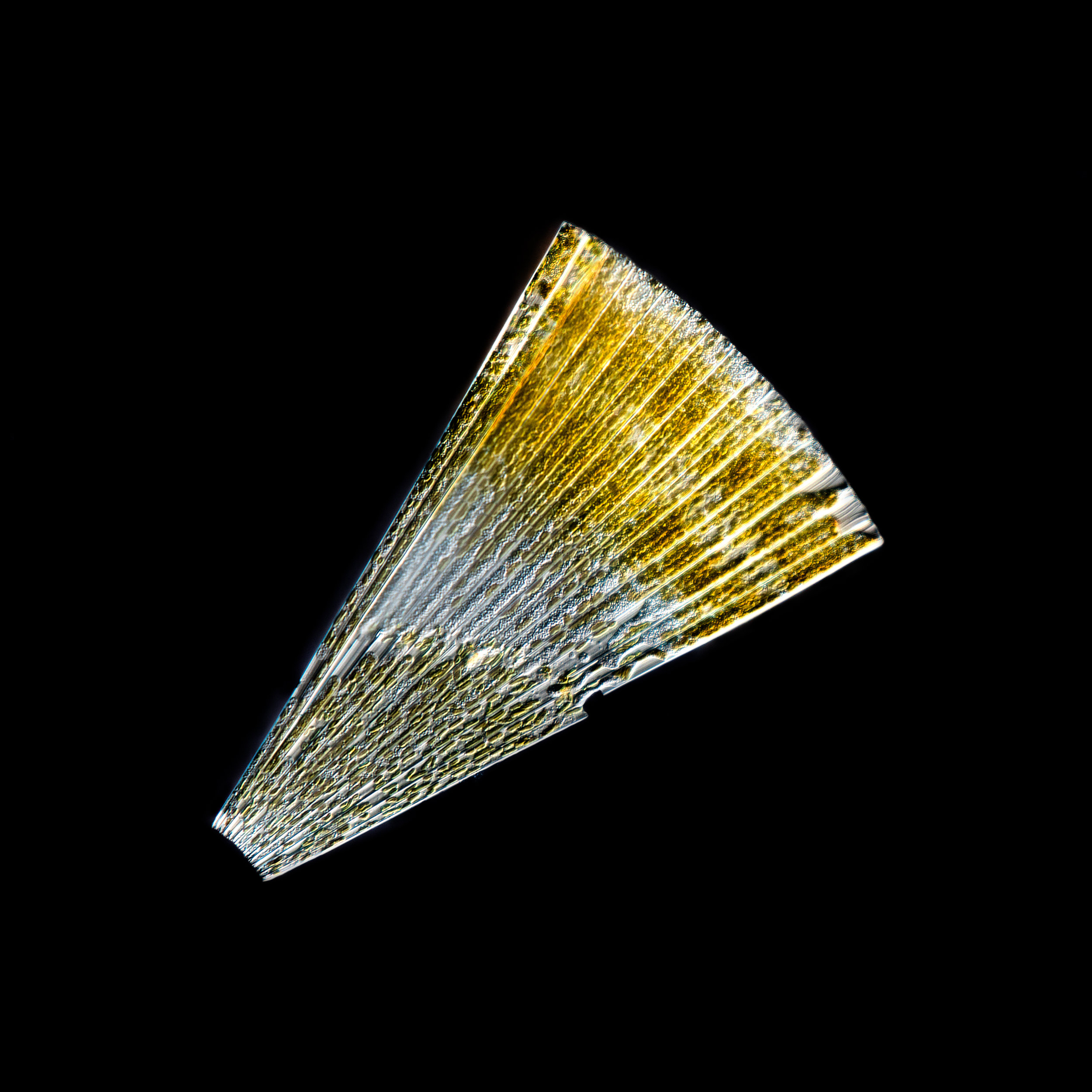  Christian Sardet and The Macronauts   Licmophora &nbsp;diatom.  Bay of Shimoda, Japan. &nbsp; 2015   ©  Christian Sardet and The Macronauts for KYOTOGRAPHIE / Plankton Chronicles Project 