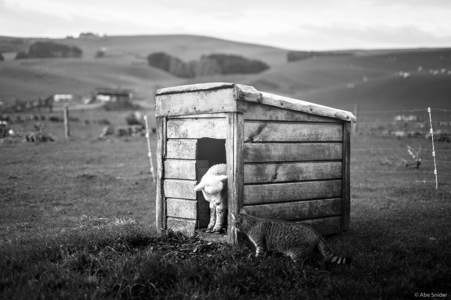 A farm cat says good morning to a baby lamb. 