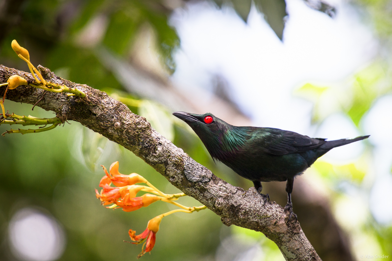 A wild Metallic Starling in Daintree Rainforest, Northern Queensland, Australia. 