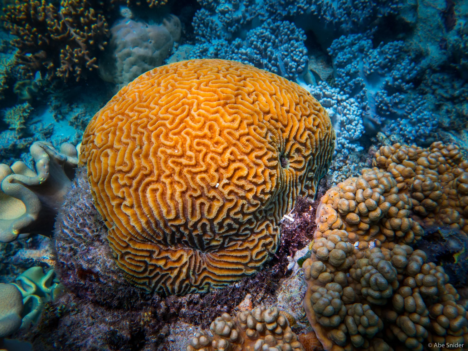 Some kind of Coral I found while diving the Great Barrier Reef. 