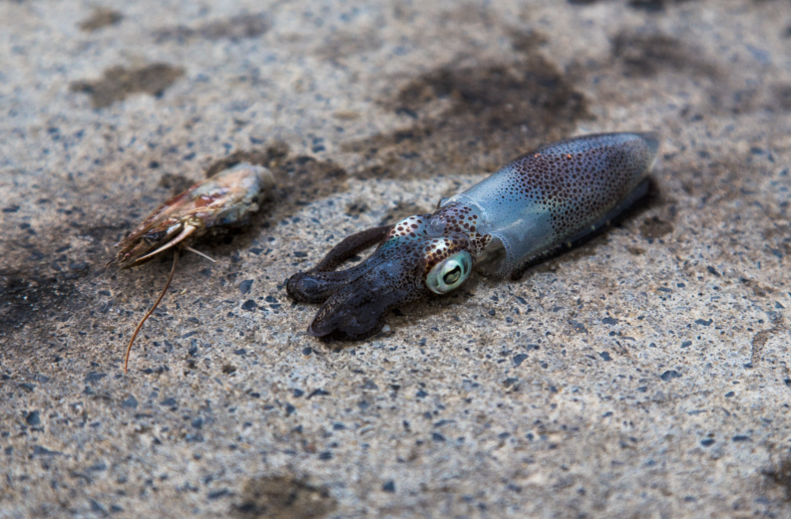  A squid Tiffany caught when a local let her borrow his fishing pole. 