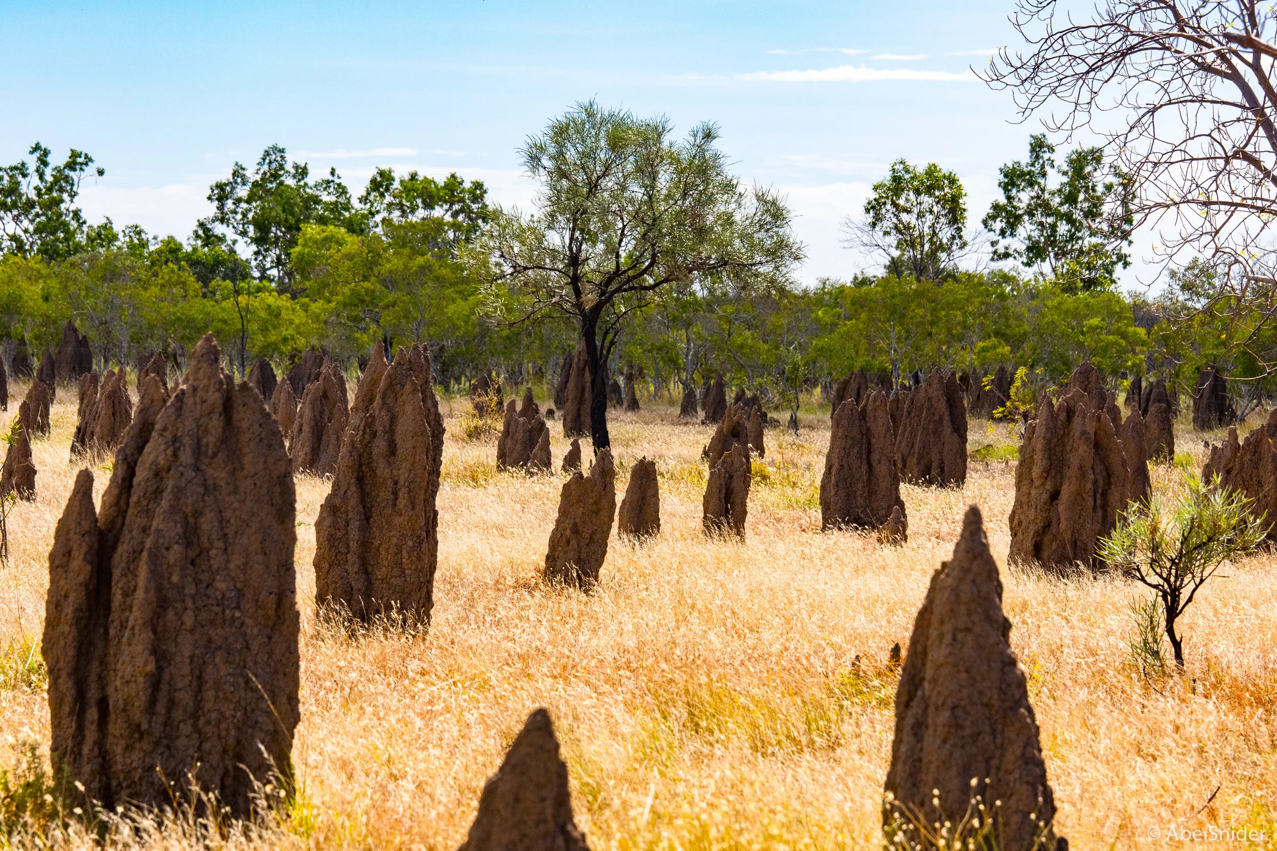 The endless termite mounds of the Outback. 