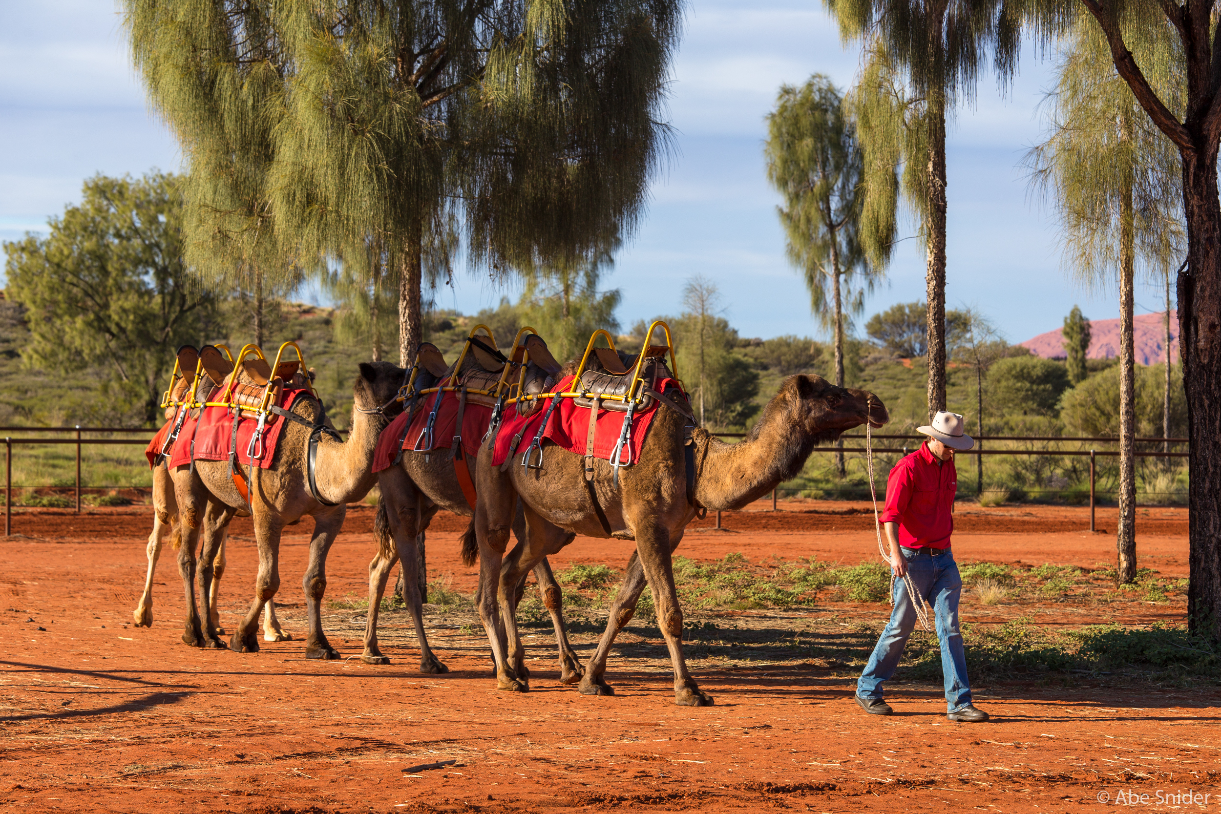 All camels on hand at the camel tour operator were once wild camels. 