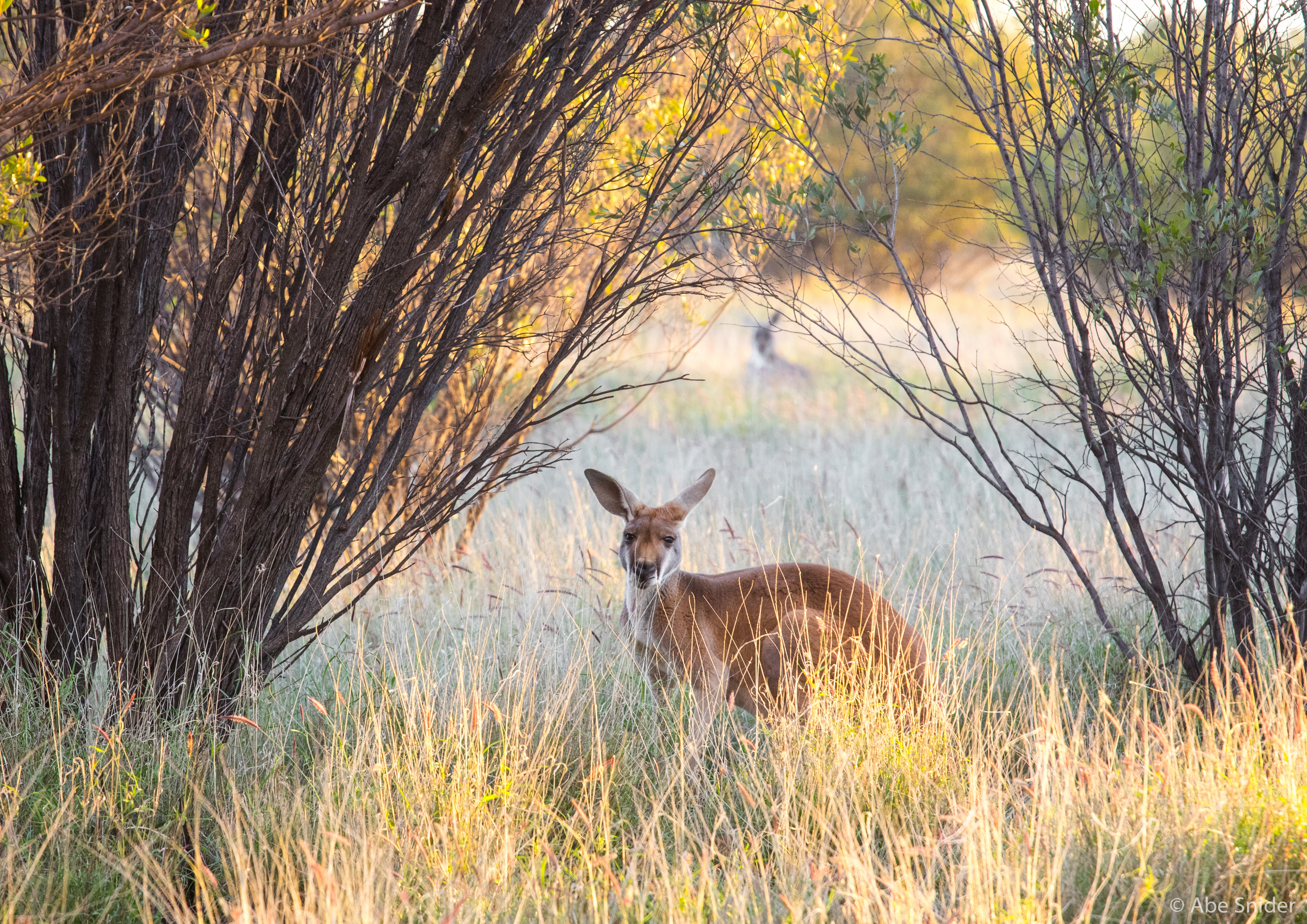 One of the dozens of kangaroos at the 188 acre sanctuary.