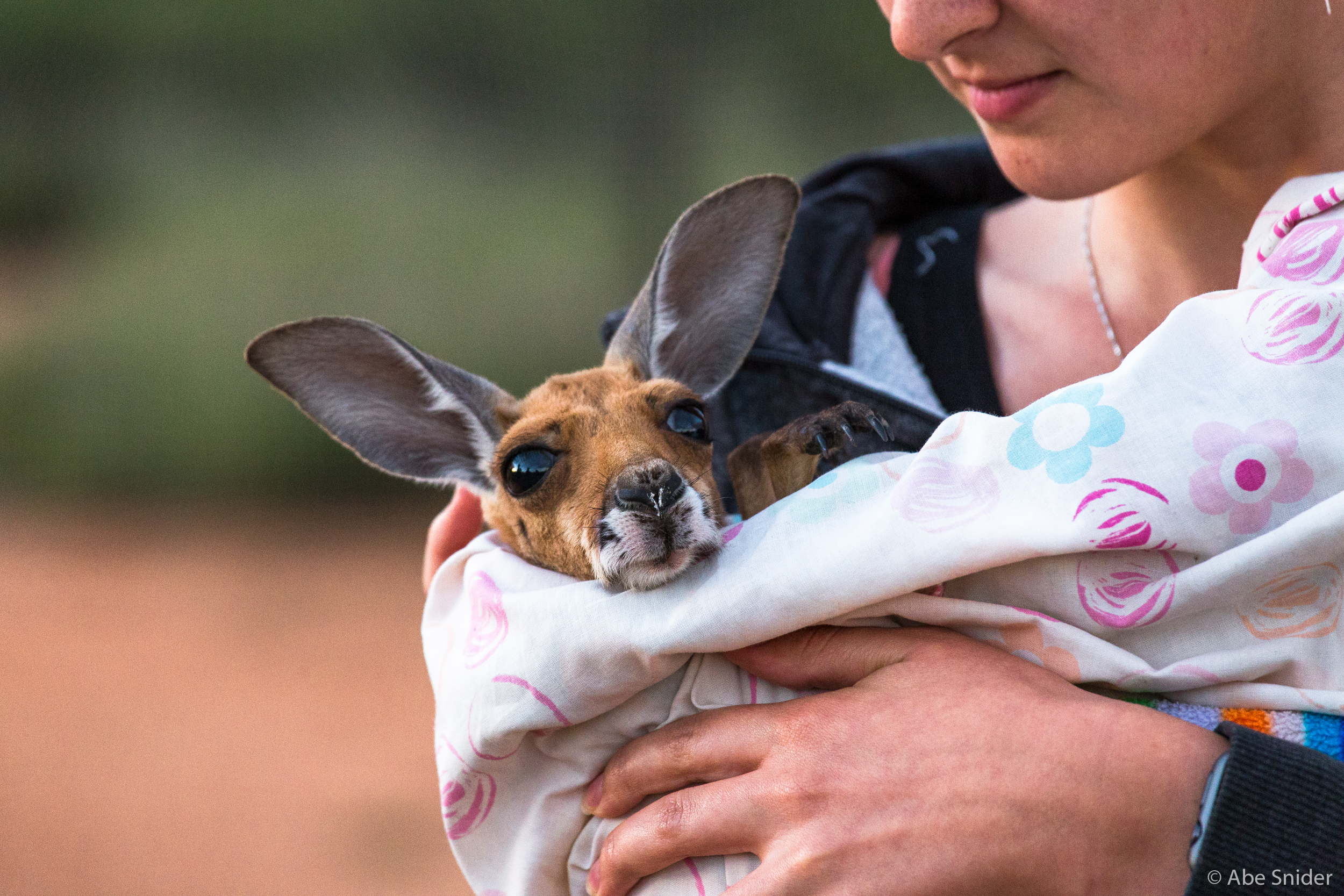 Tiffany holding one of the two joeys. 