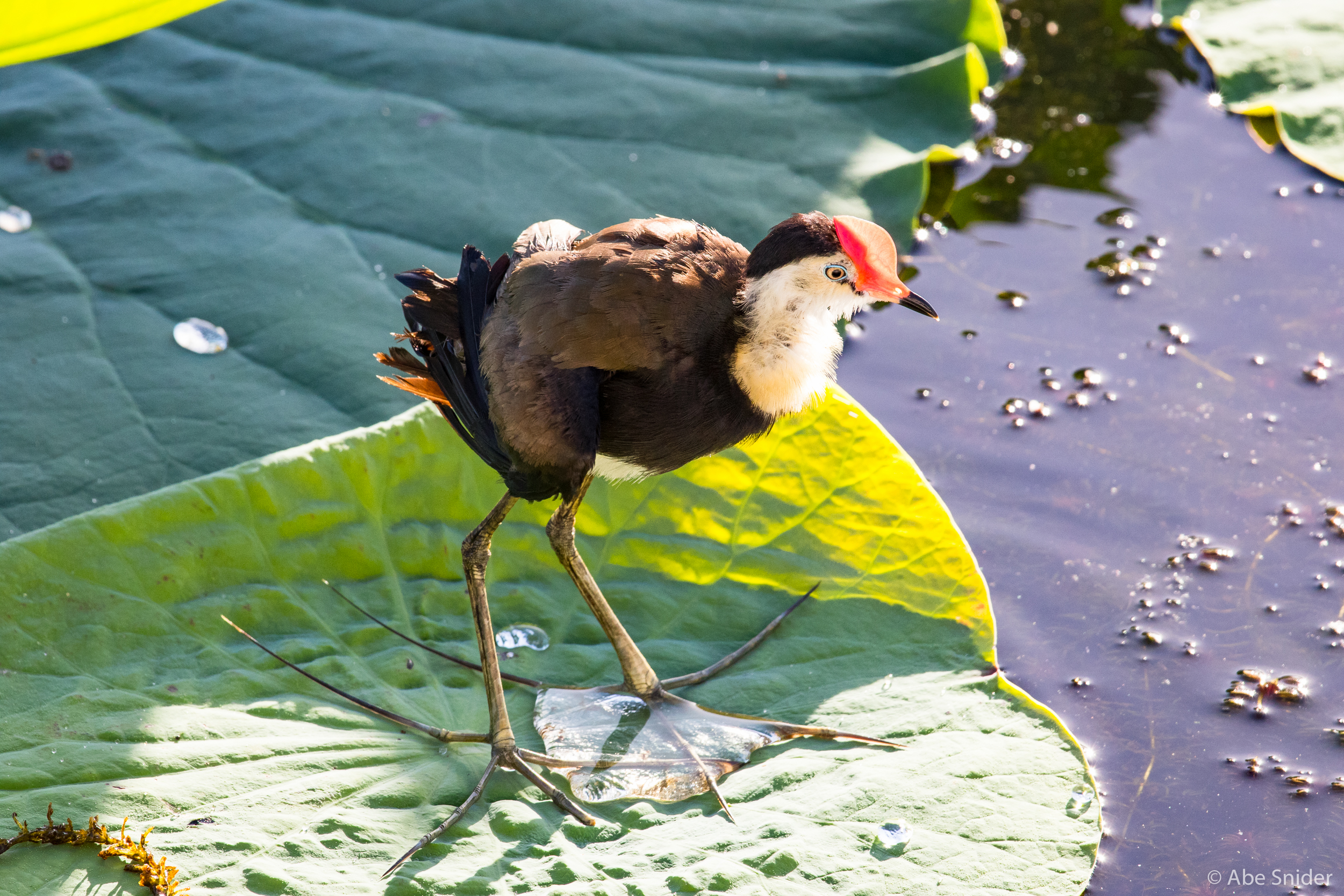 A comb crested jacana or Jesus Bird because they basically walk on water. Look at those feet!