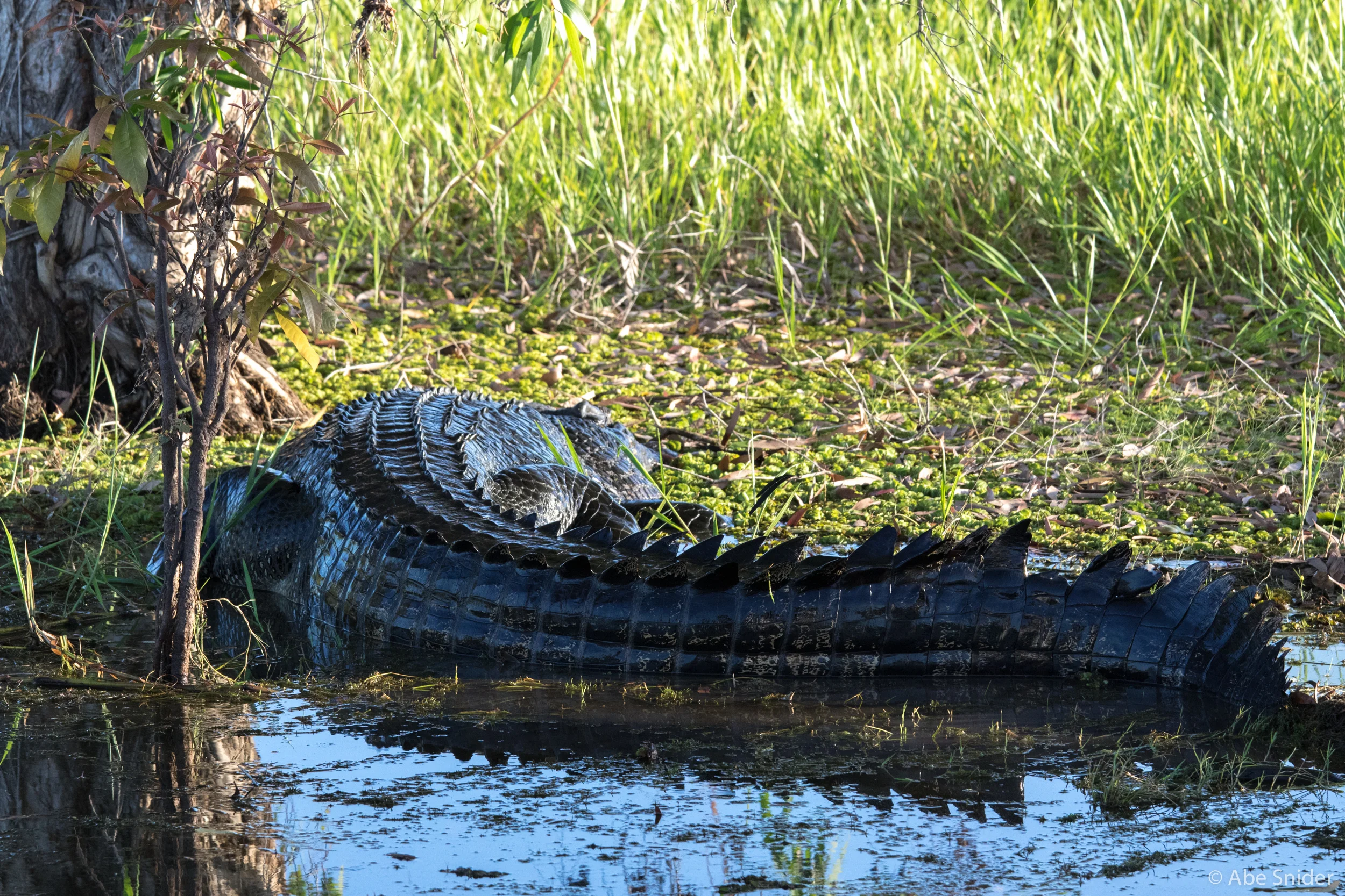 The biggest crocodile i've ever seen. 