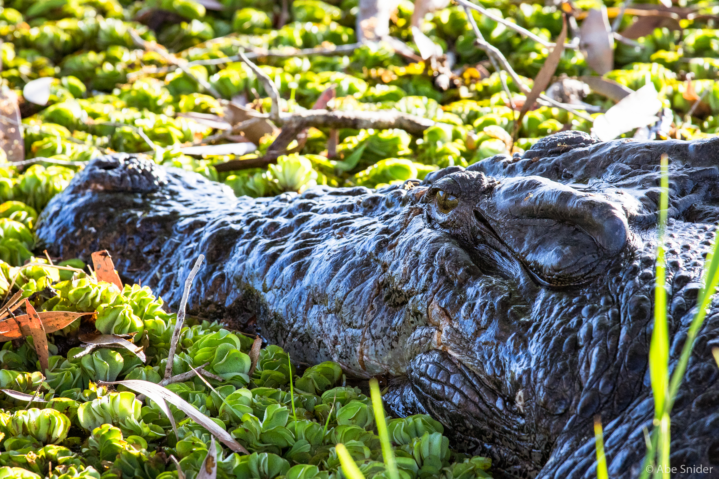 The fat face of the biggest croc i've ever seen. You don't want to know how close I had to get. 