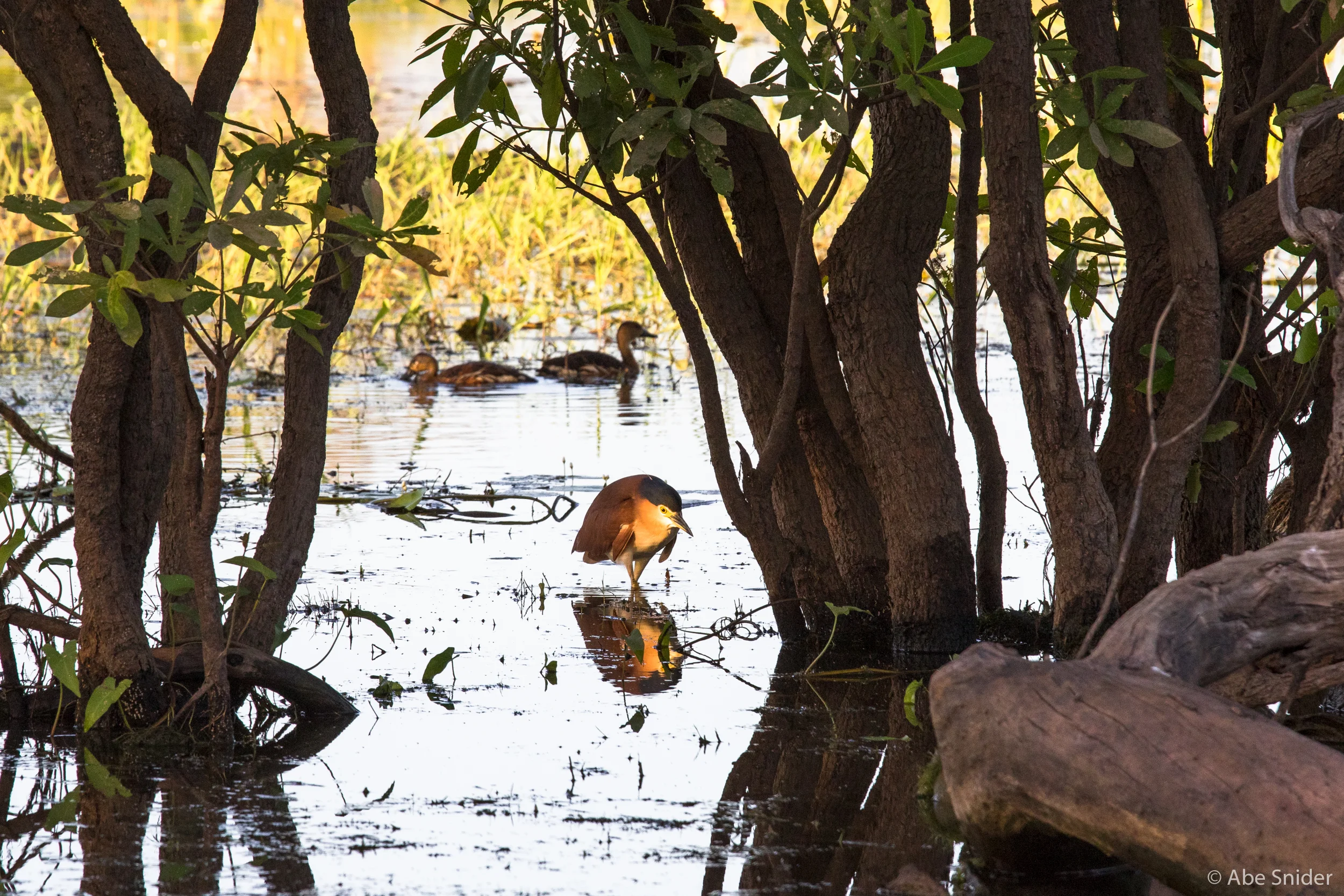 I am so close to remembering the name of this bird. 