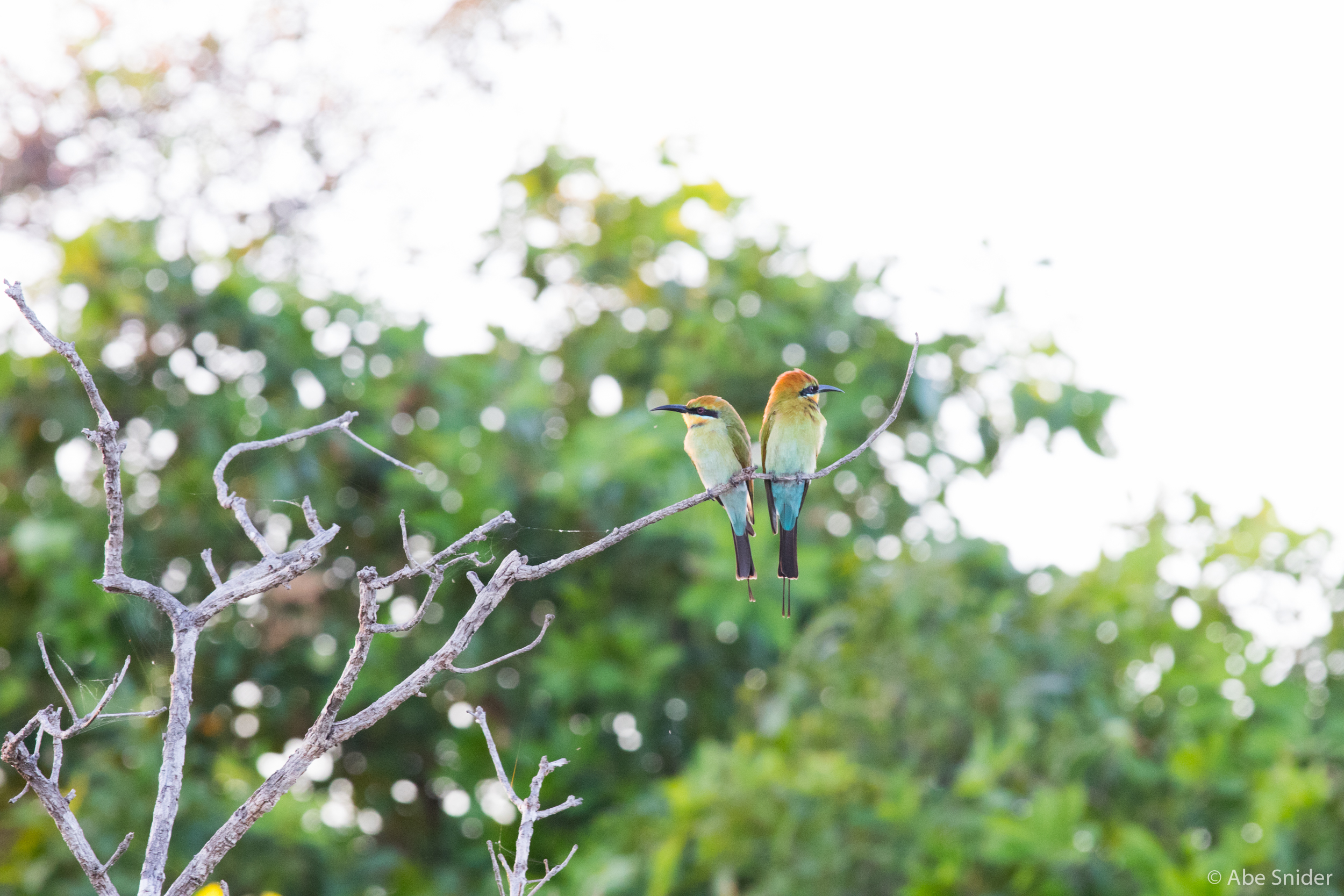 Rainbow Bee-eaters