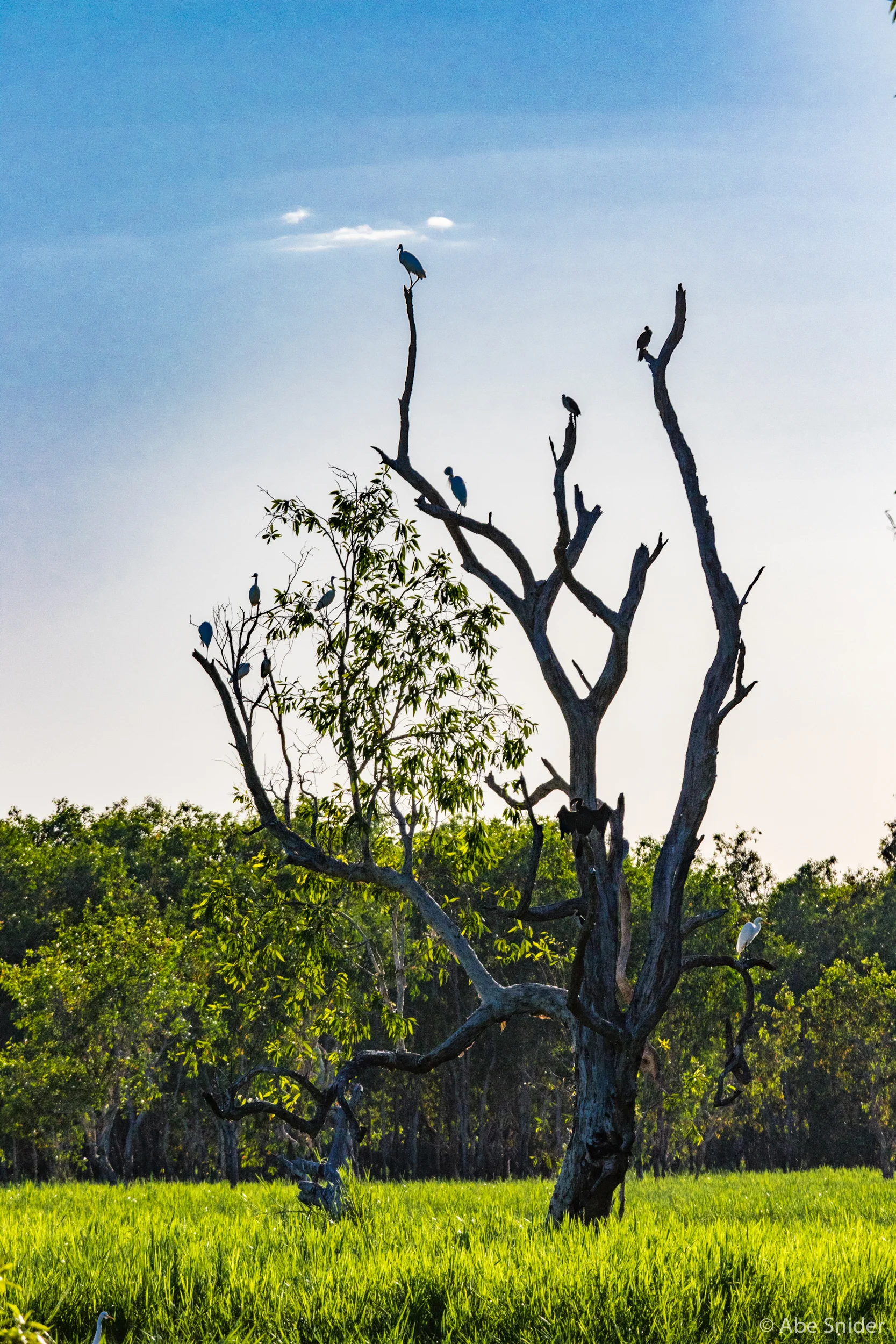 Almost every standing tree had birdlife in it, but this one took the award for most. A bit crowded, don't you think? I count twelve! 