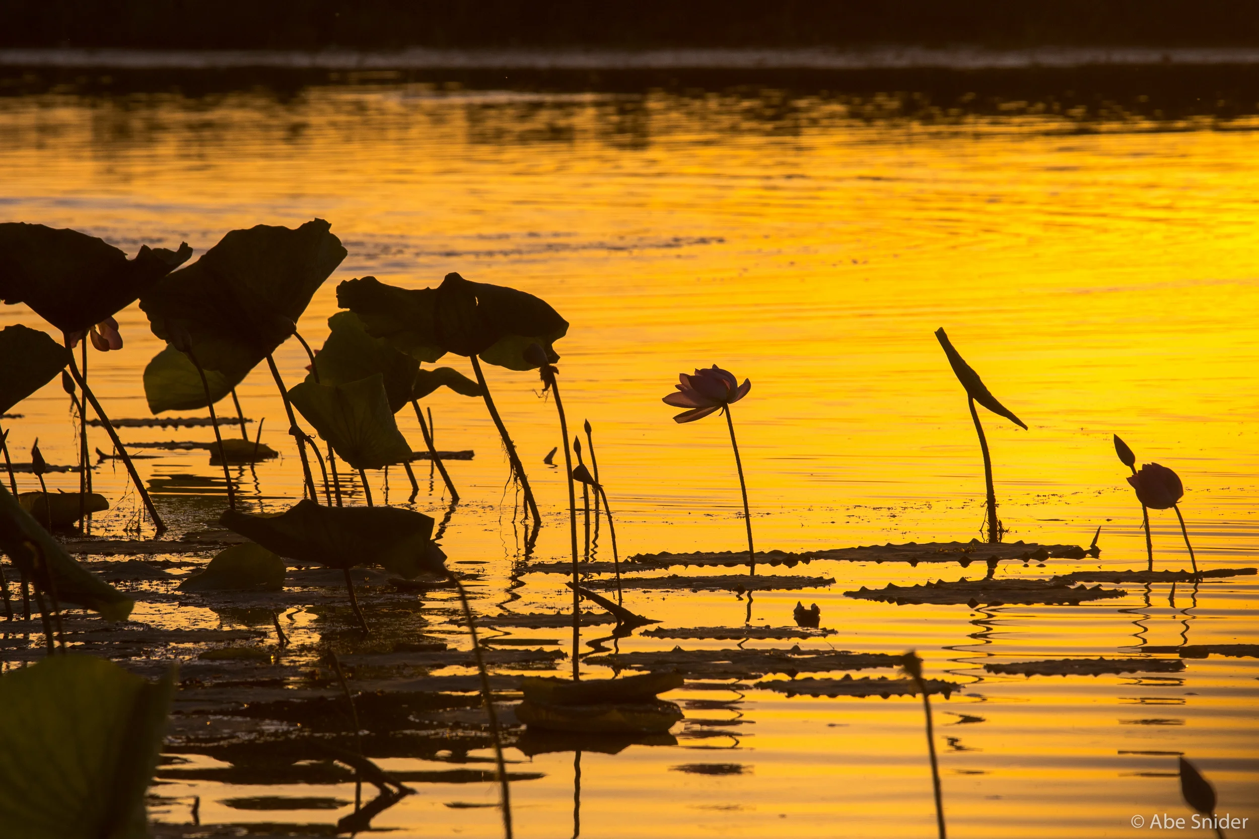 It gets its name Yellow Water for good reason. Sunrise over the billabong in Kakadu National Park. 