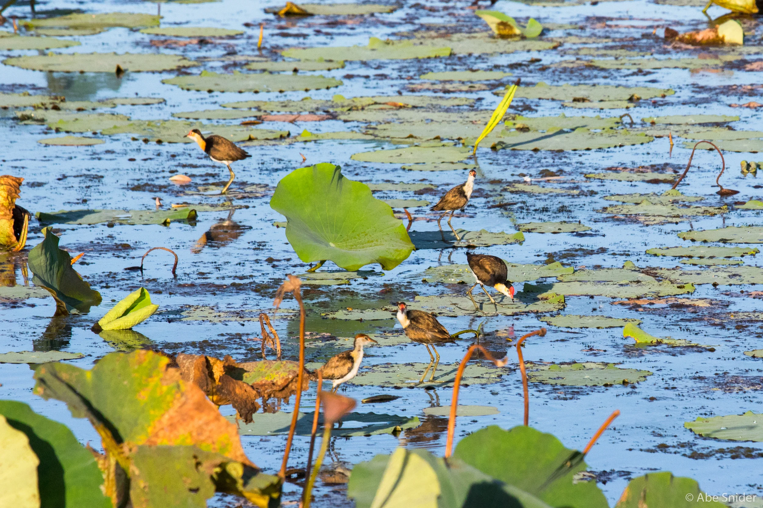 More Jacanas