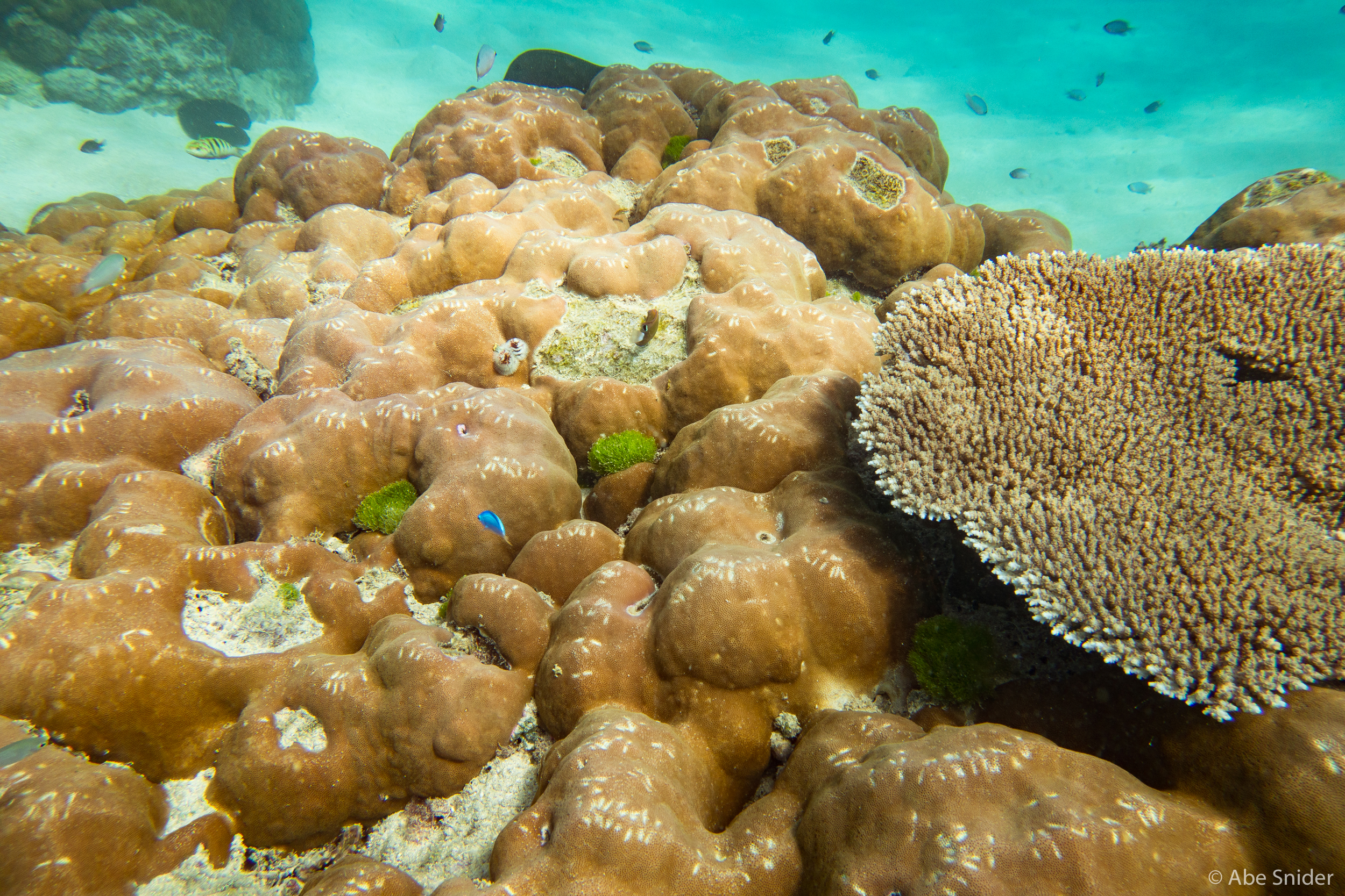 Awesome coral everywhere.