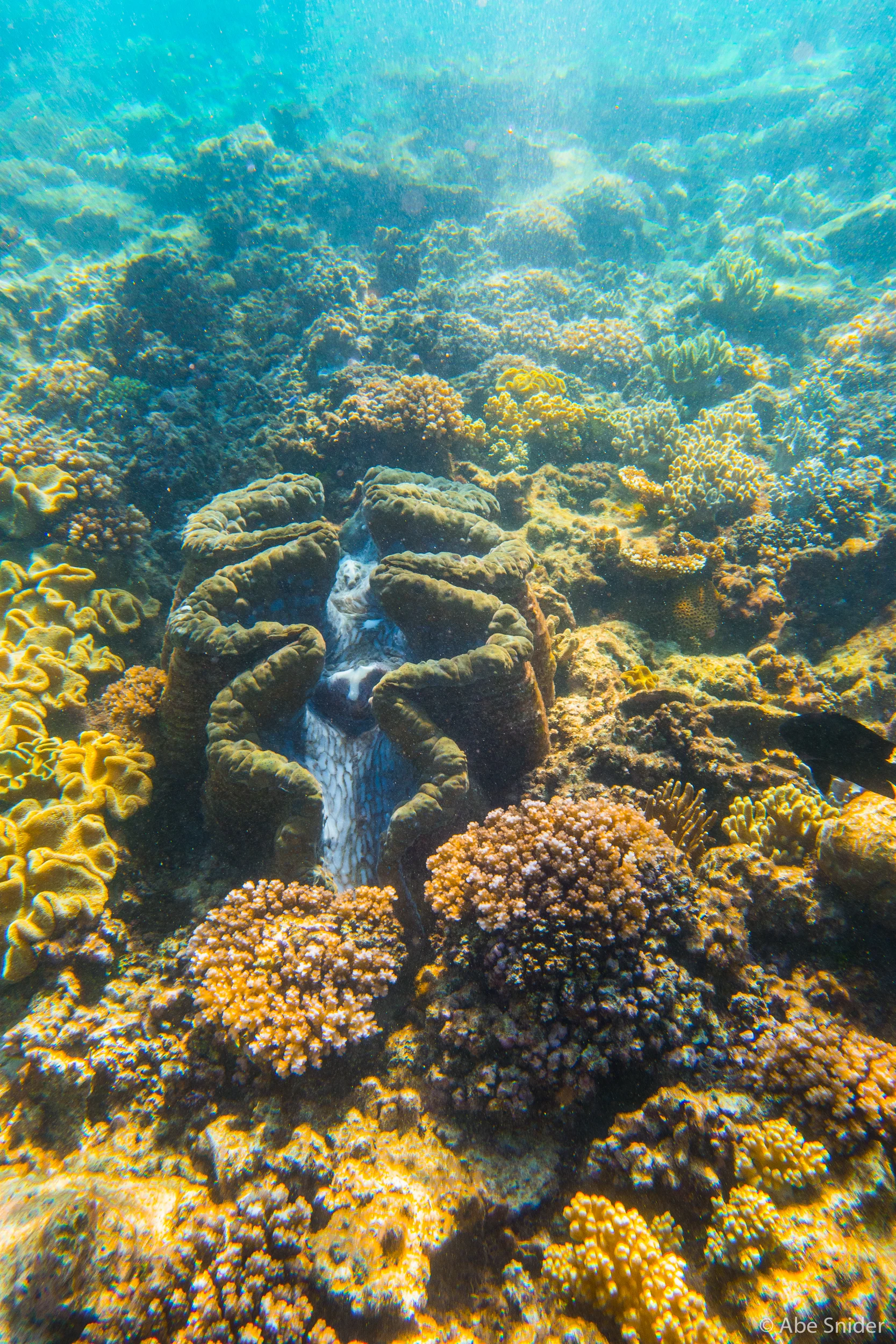 Two types of giant clam. (I think)