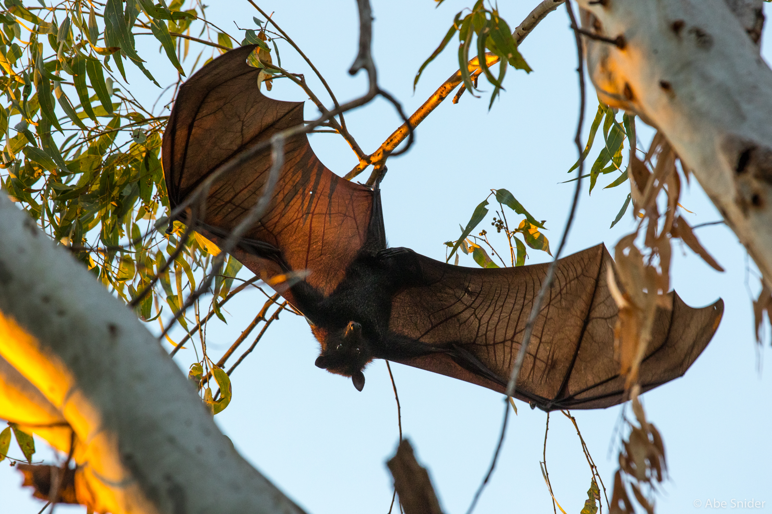 A flying fox at Katherine Gorge. 
