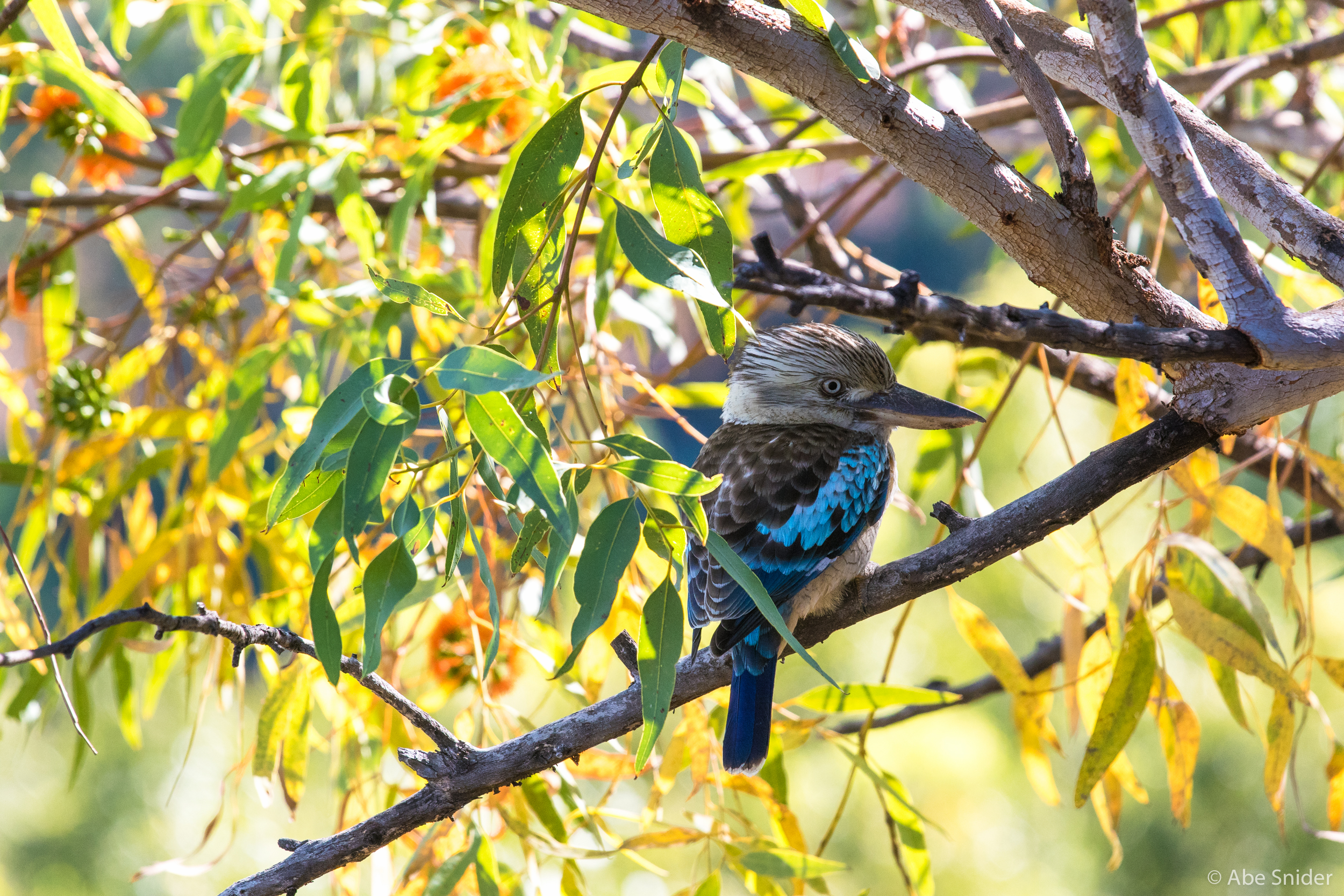 A big kookaburra. 