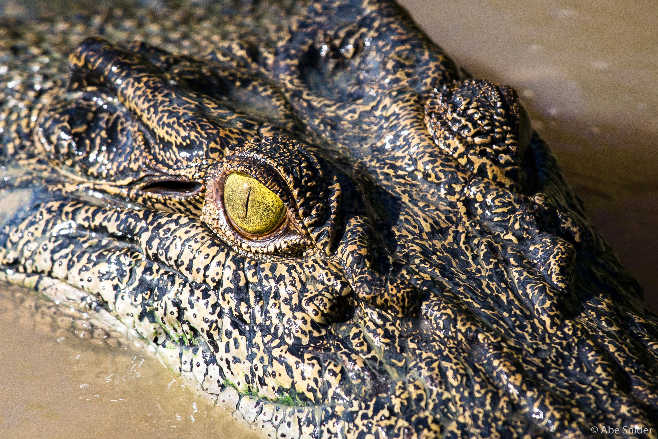 This croc dreams of eating a tourist. 