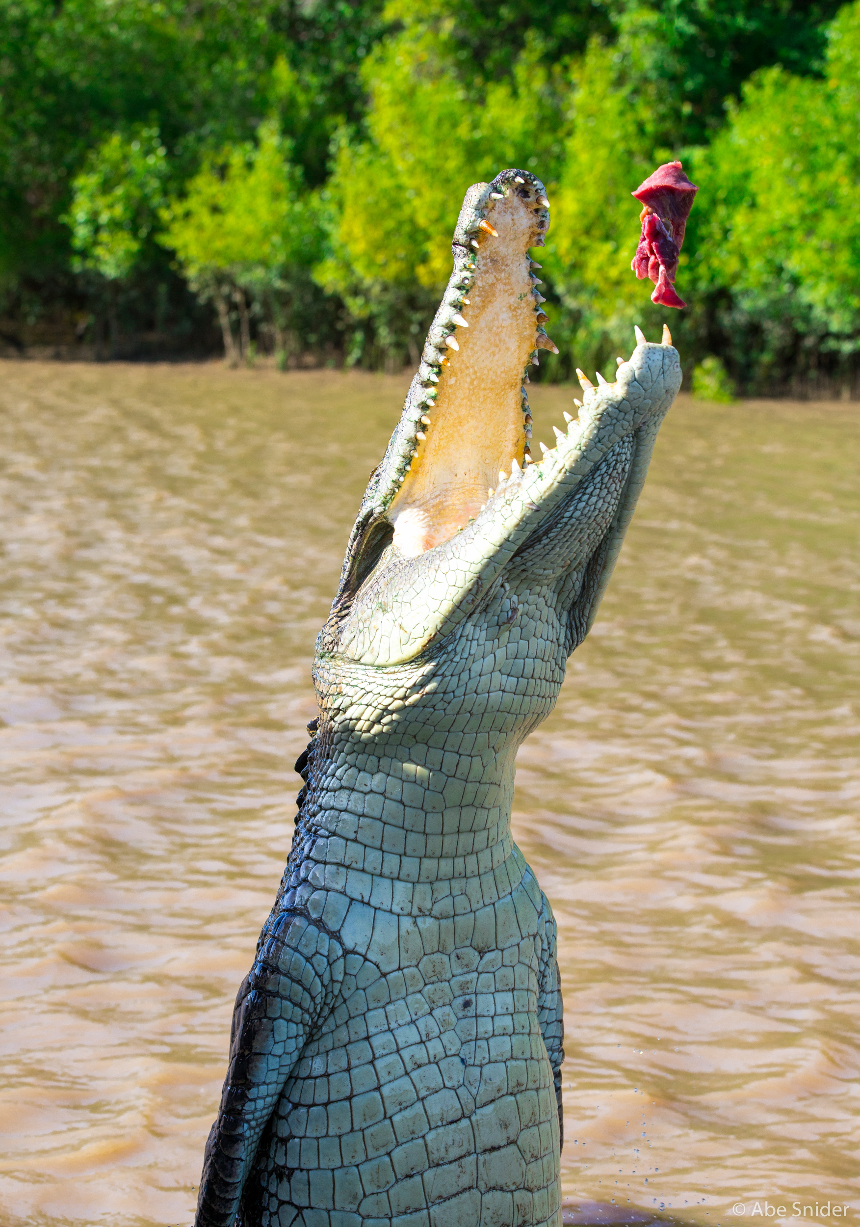 Dad croc