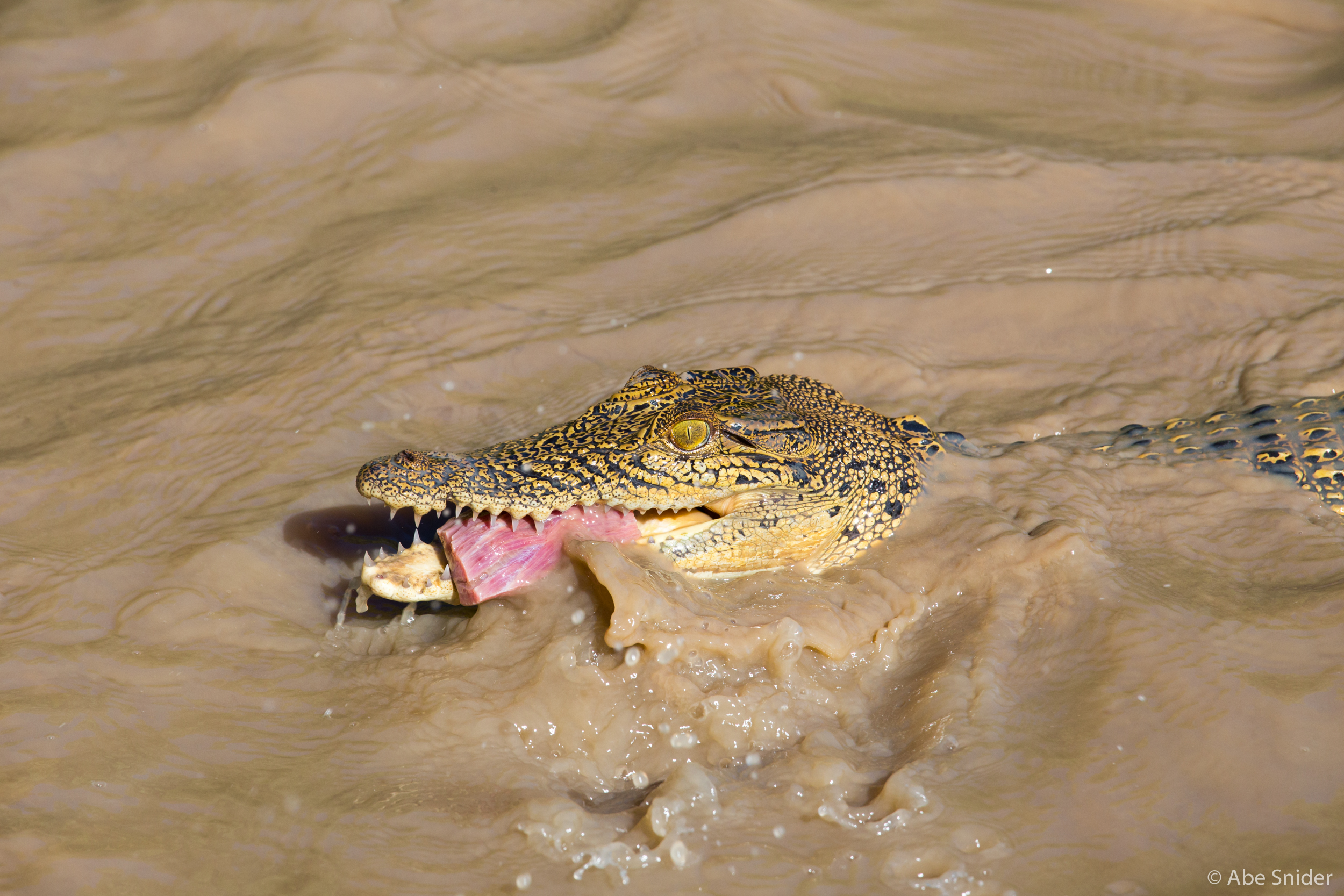 Son croc