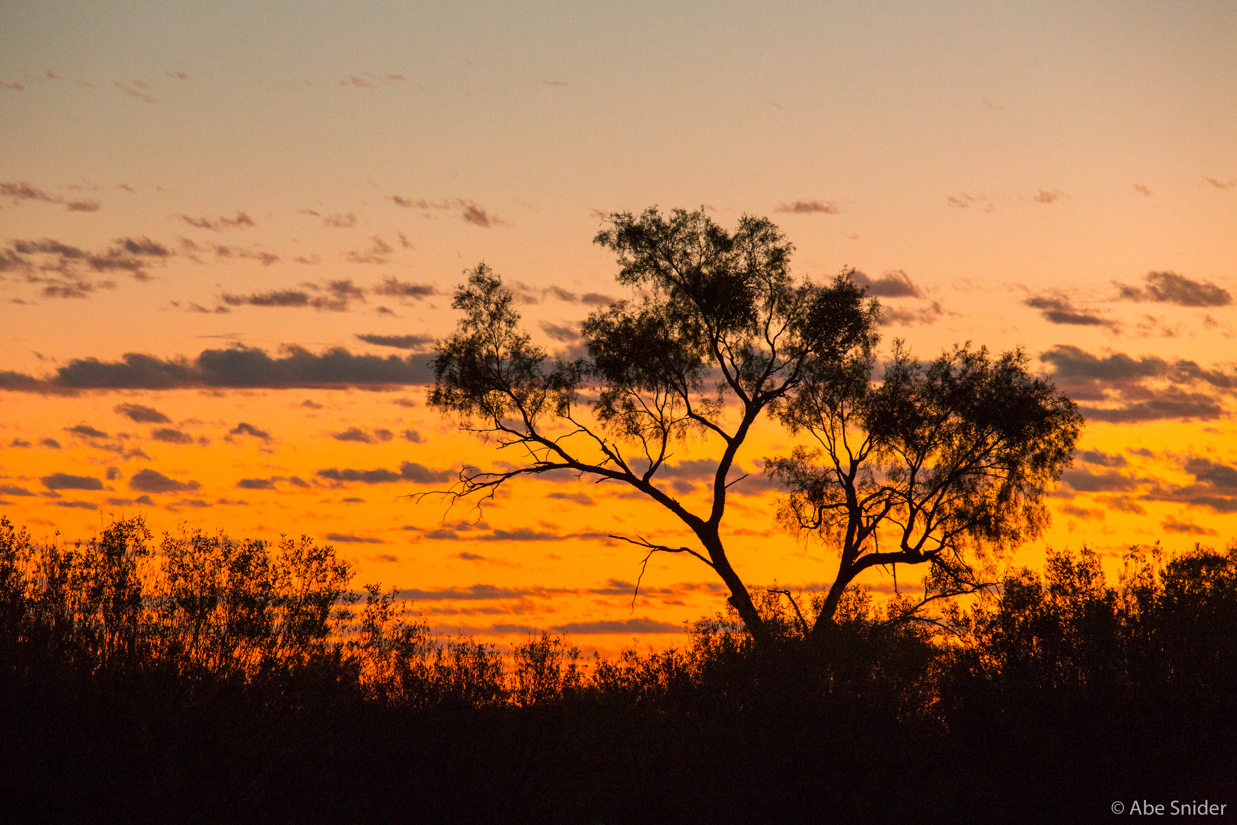 One of the ironwood trees in the Kangaroo Sanctuary. 