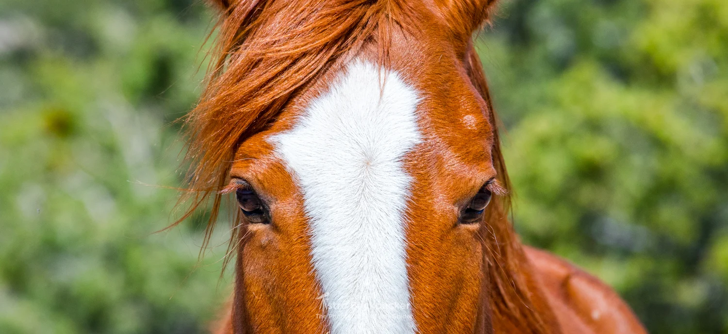 Wild horses outside the Grand Canyon