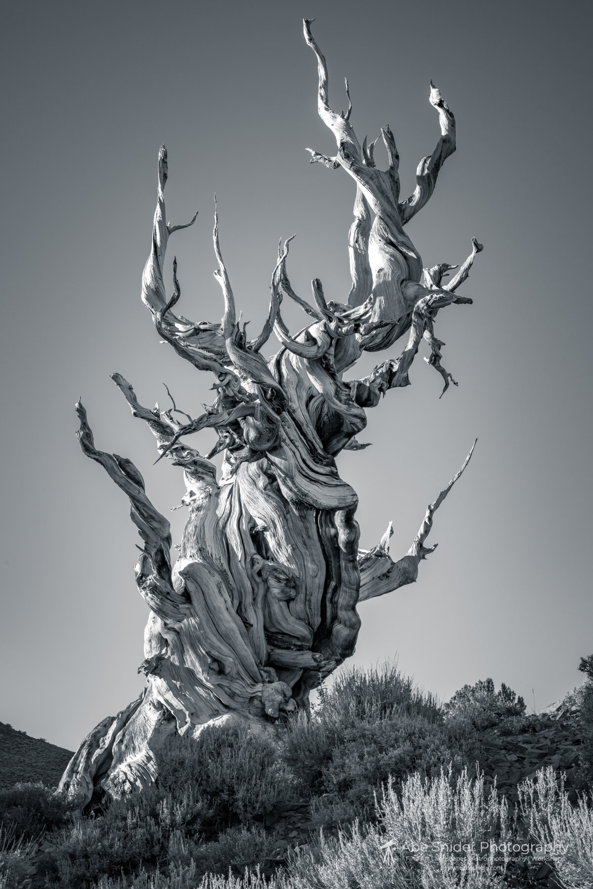 Inyo Ancient Bristlecone Pines